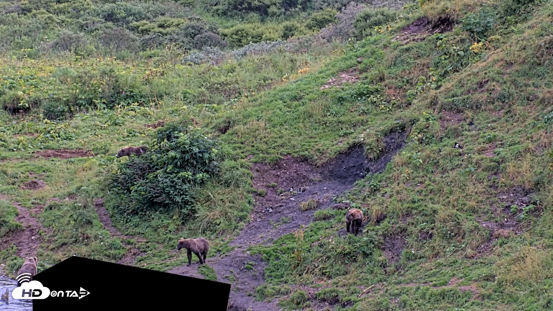 Snapshot of Kodiak Alaska Brown Bears Live Webcam taken Aug 20, 2026, 6:49pm AKDT