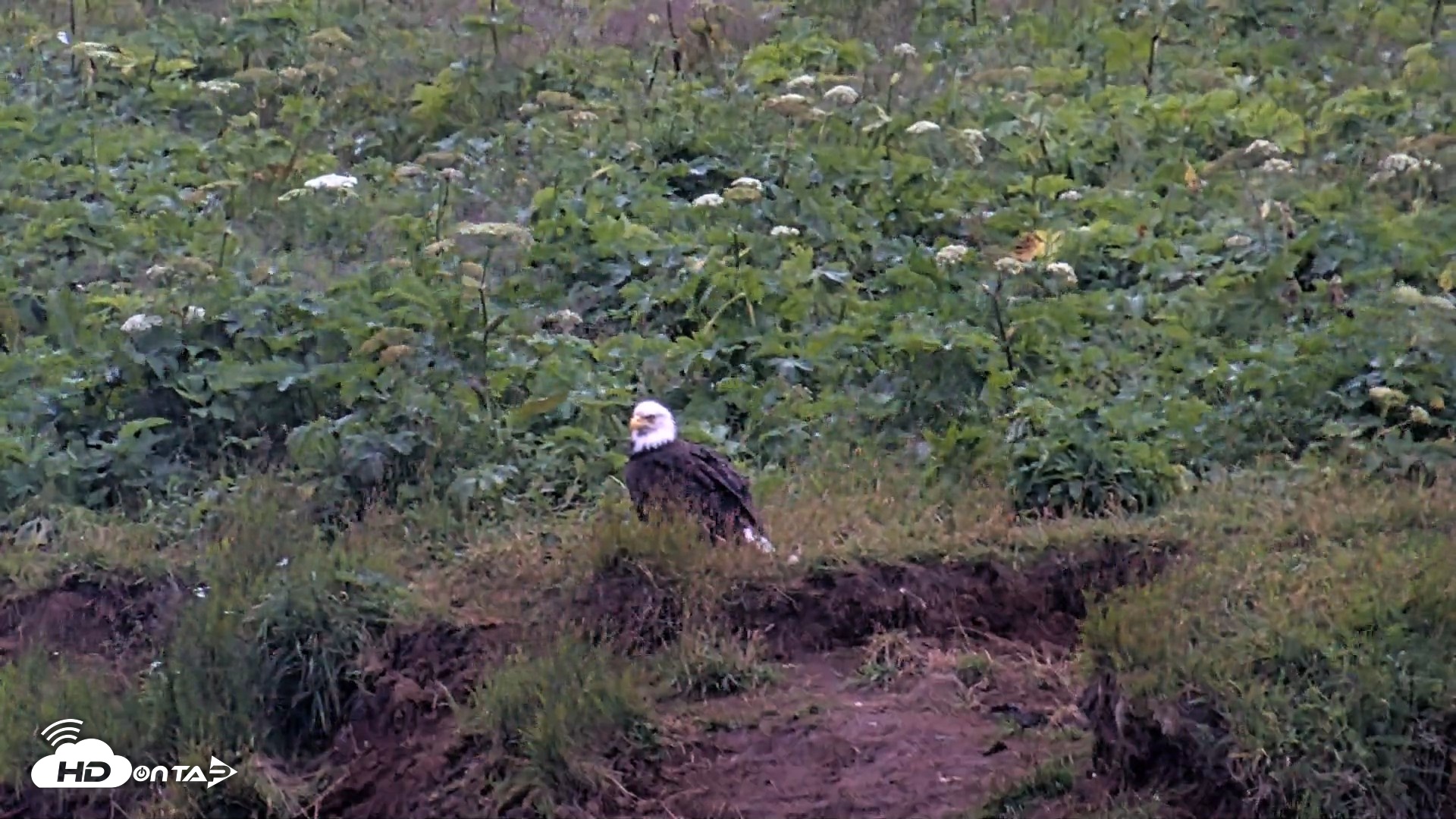 Snapshot of Kodiak Alaska Brown Bears Live Webcam taken Aug 3, 2026, 10:21pm AKDT