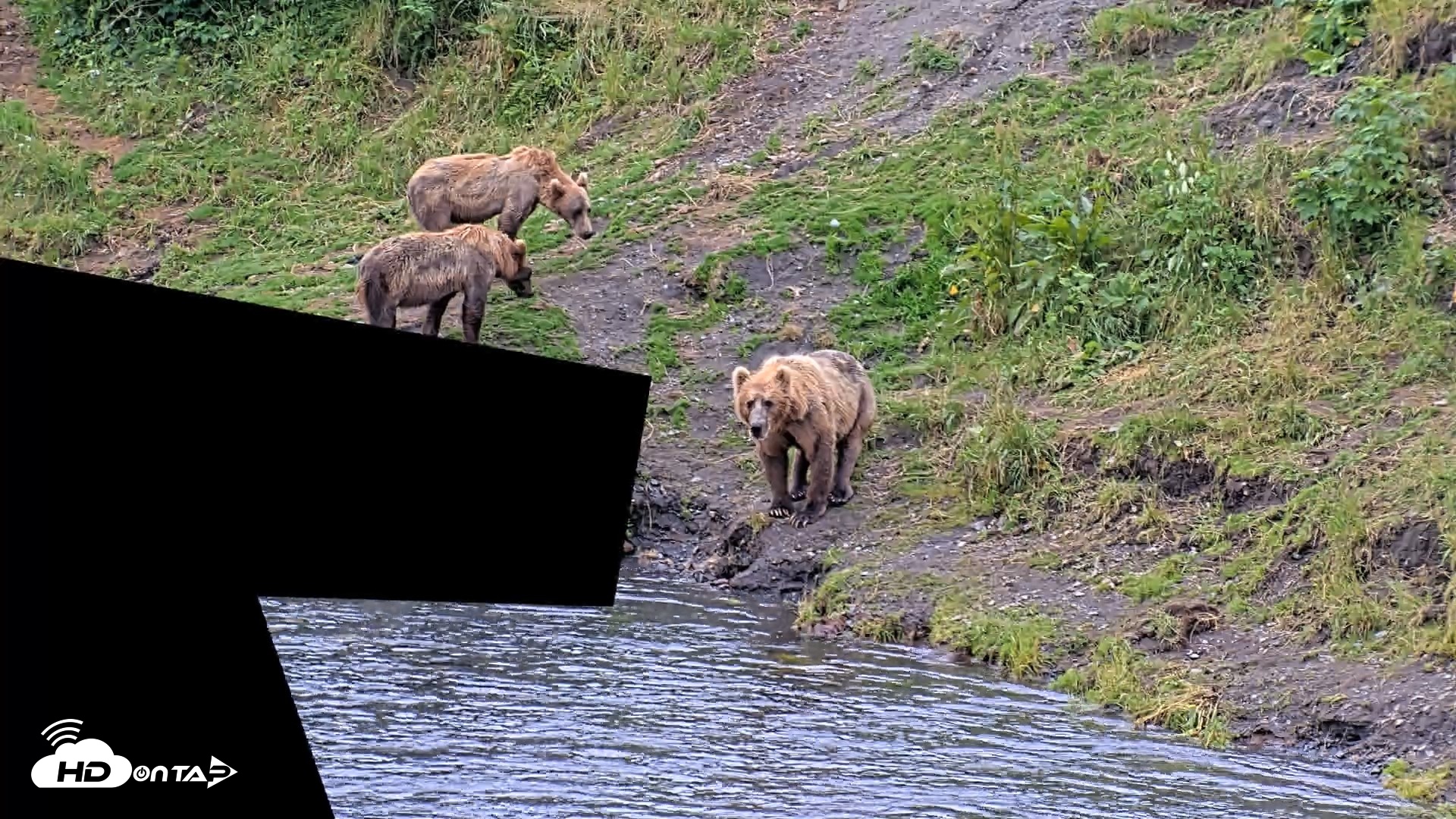 Snapshot of Kodiak Alaska Brown Bears Live Webcam taken Aug 6, 2026, 10:47am AKDT