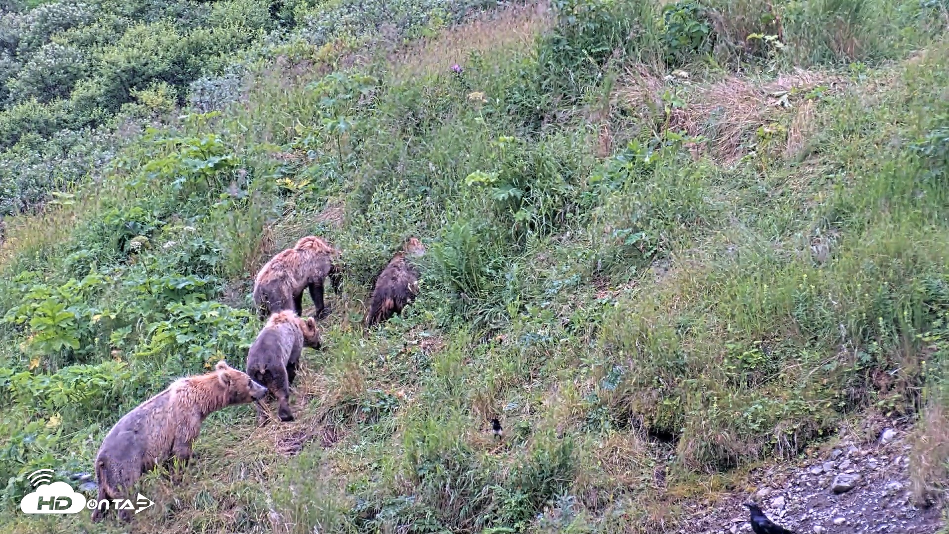 Snapshot of Kodiak Alaska Brown Bears Live Webcam taken Aug 6, 2026, 10:08am AKDT