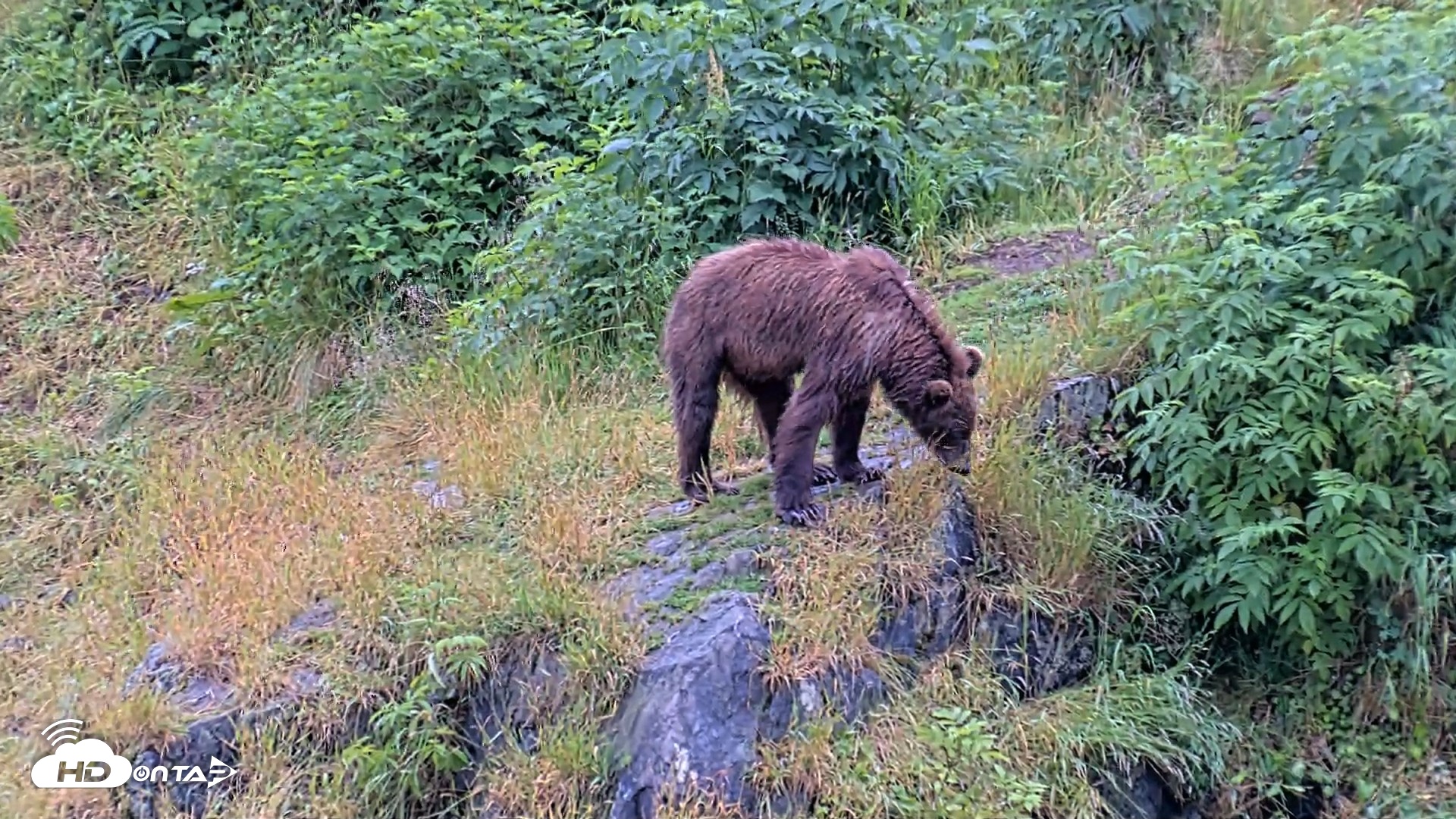 Snapshot of Kodiak Alaska Brown Bears Live Webcam taken Aug 4, 2026, 10:12am AKDT