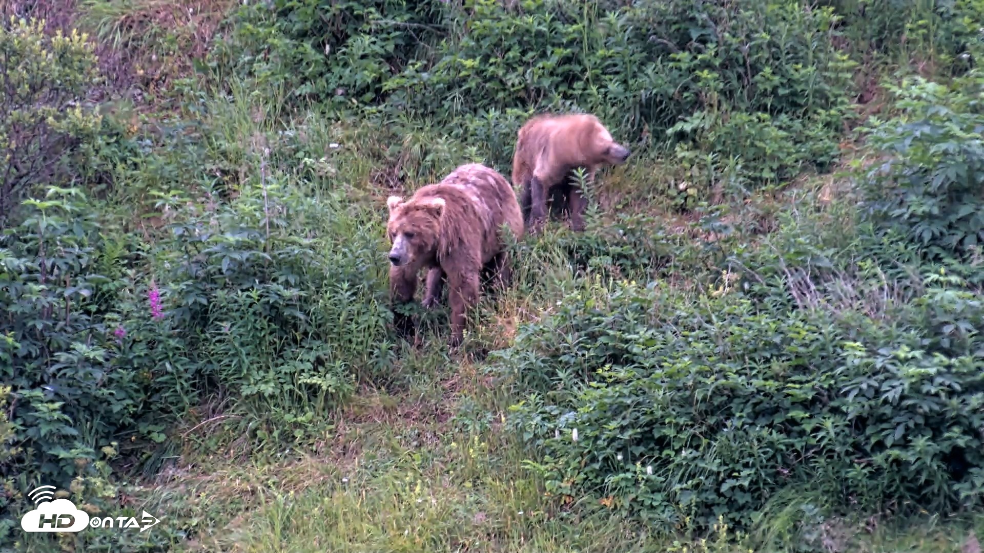 Snapshot of Kodiak Alaska Brown Bears Live Webcam taken Aug 11, 2026, 7:43am AKDT