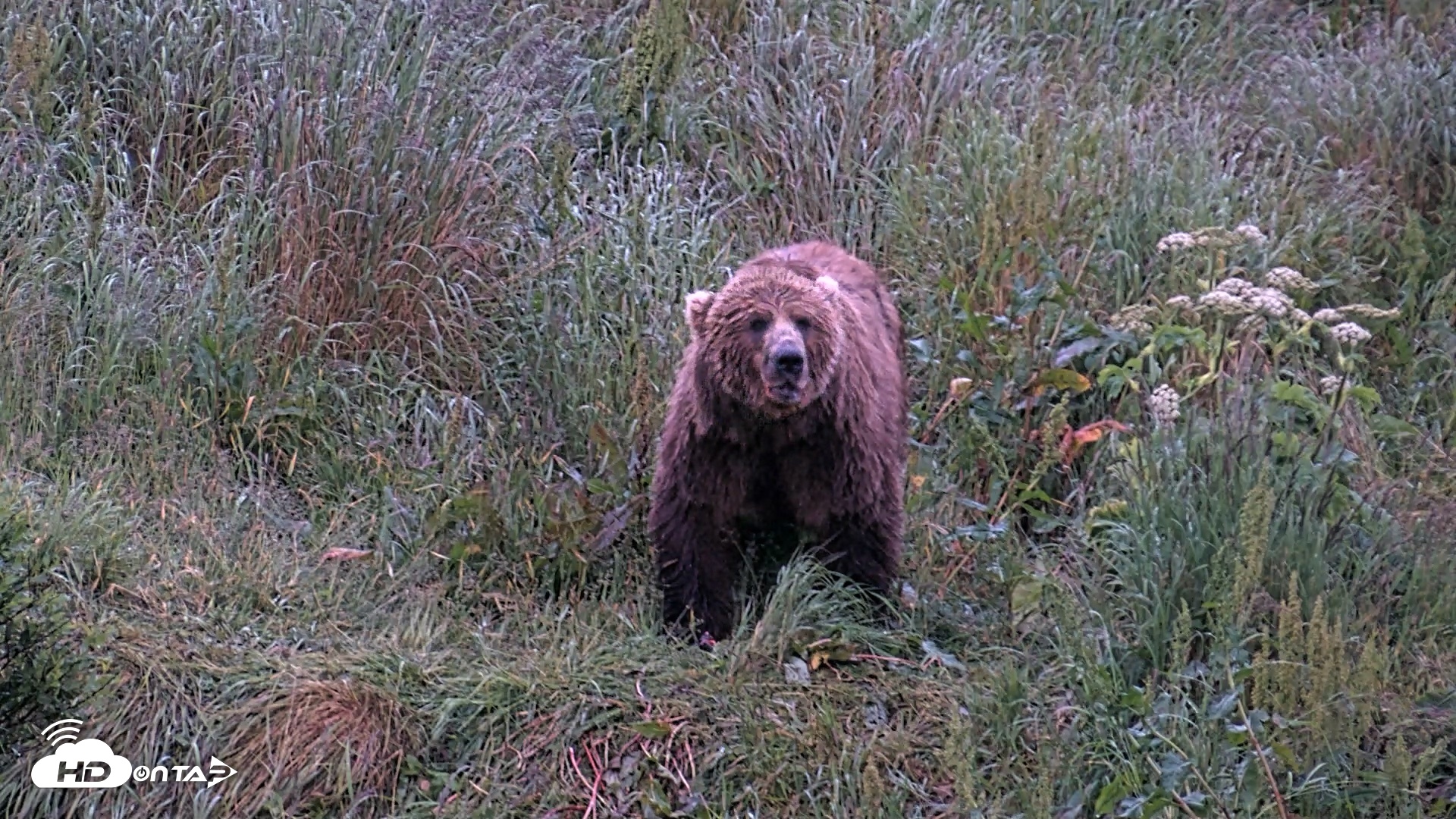Snapshot of Kodiak Alaska Brown Bears Live Webcam taken Jul 27, 2026, 10:51pm AKDT
