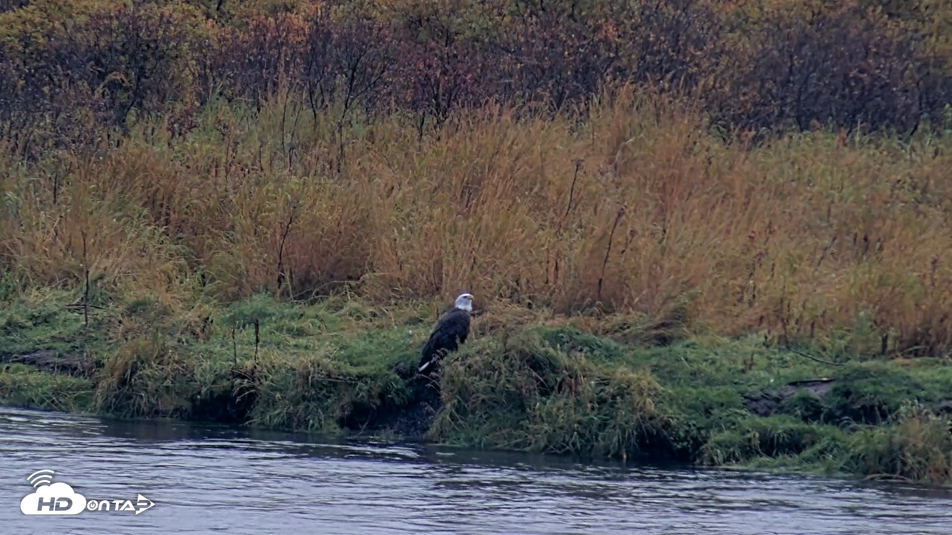 Snapshot of Kodiak Alaska Brown Bears Live Webcam taken Oct 5, 2026, 9:26am AKDT