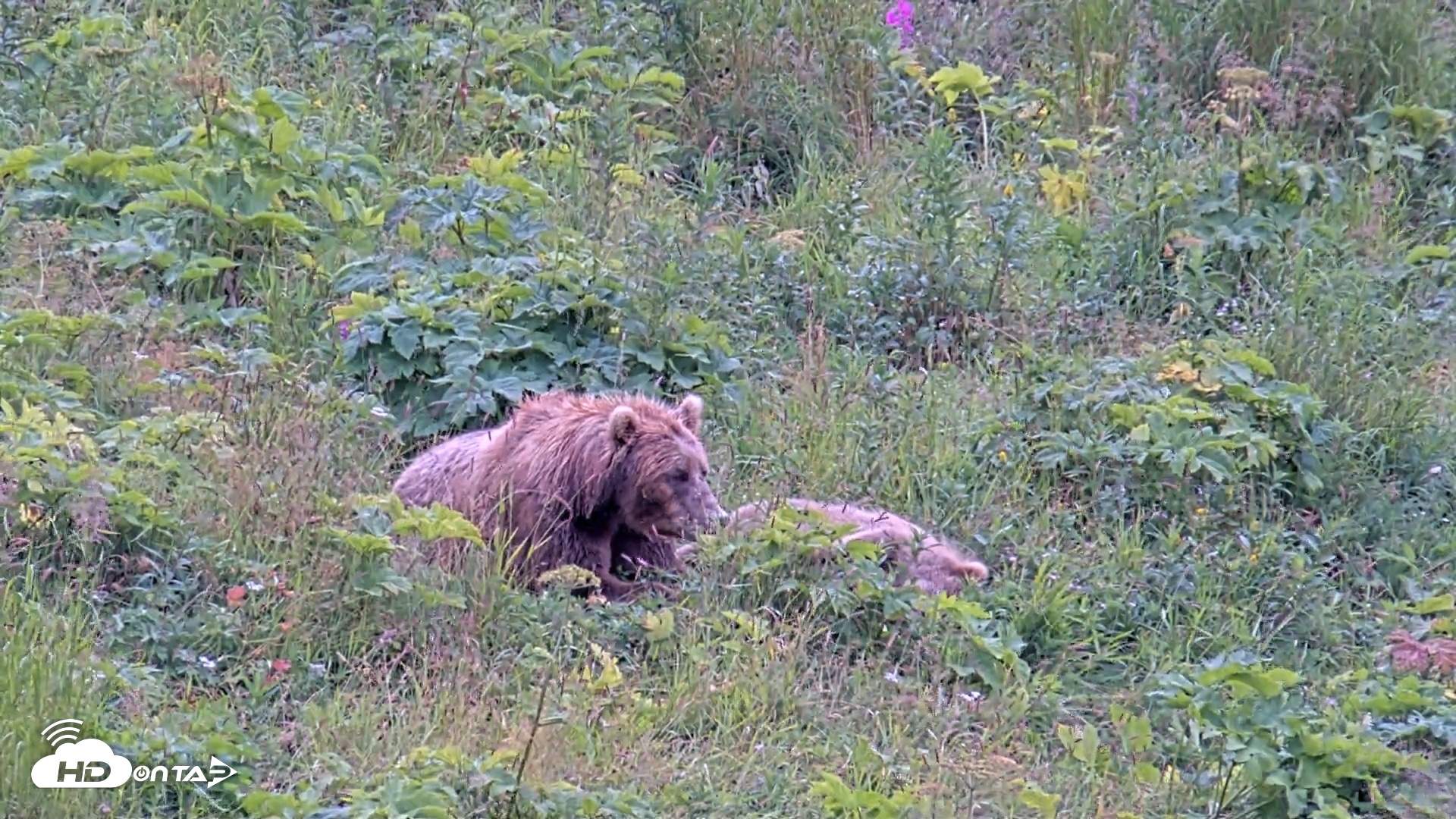 Snapshot of Kodiak Alaska Brown Bears Live Webcam taken Aug 10, 2026, 12:04pm AKDT