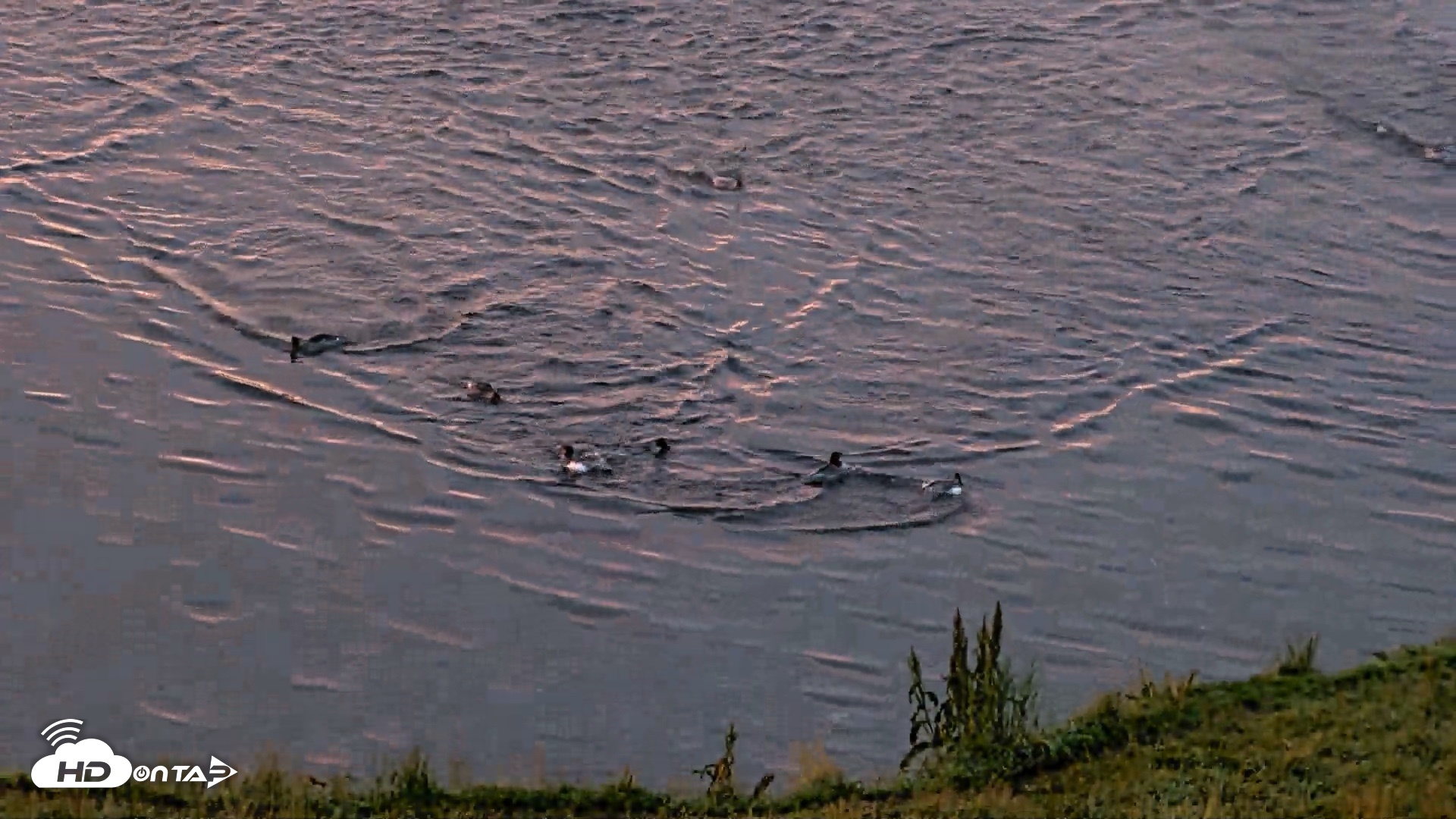 Snapshot of Kodiak Alaska Brown Bears Live Webcam taken Aug 24, 2026, 6:53am AKDT