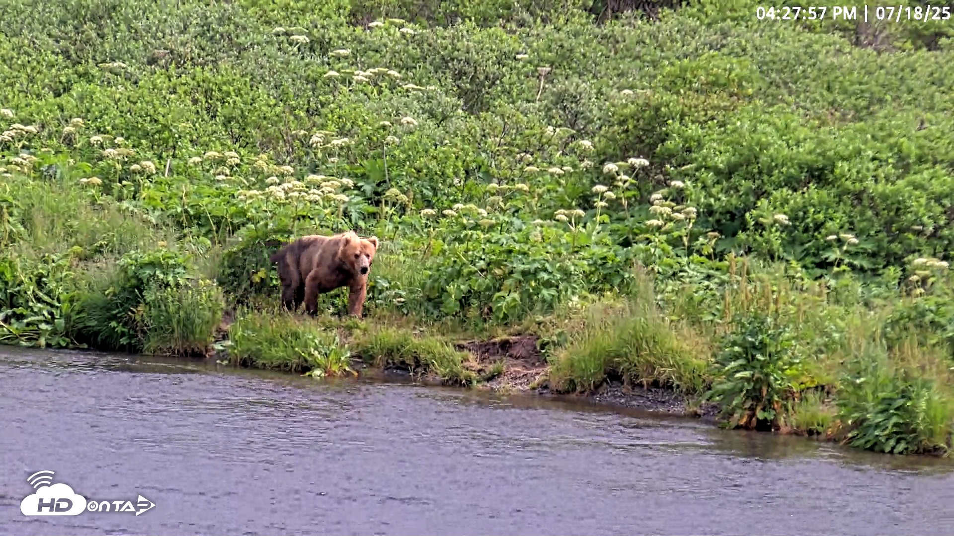 Snapshot of Kodiak Alaska Brown Bears Live Webcam taken Jul 18, 2025, 4:28pm AKDT