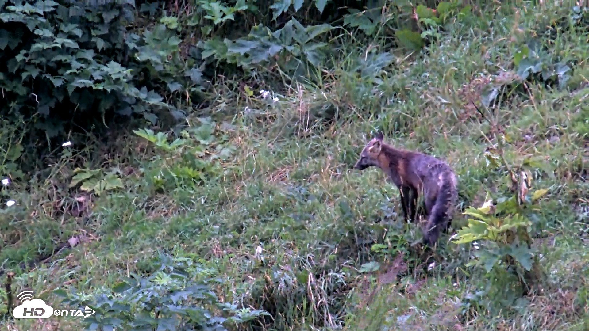 Snapshot of Kodiak Alaska Brown Bears Live Webcam taken Aug 15, 2026, 11:28am AKDT