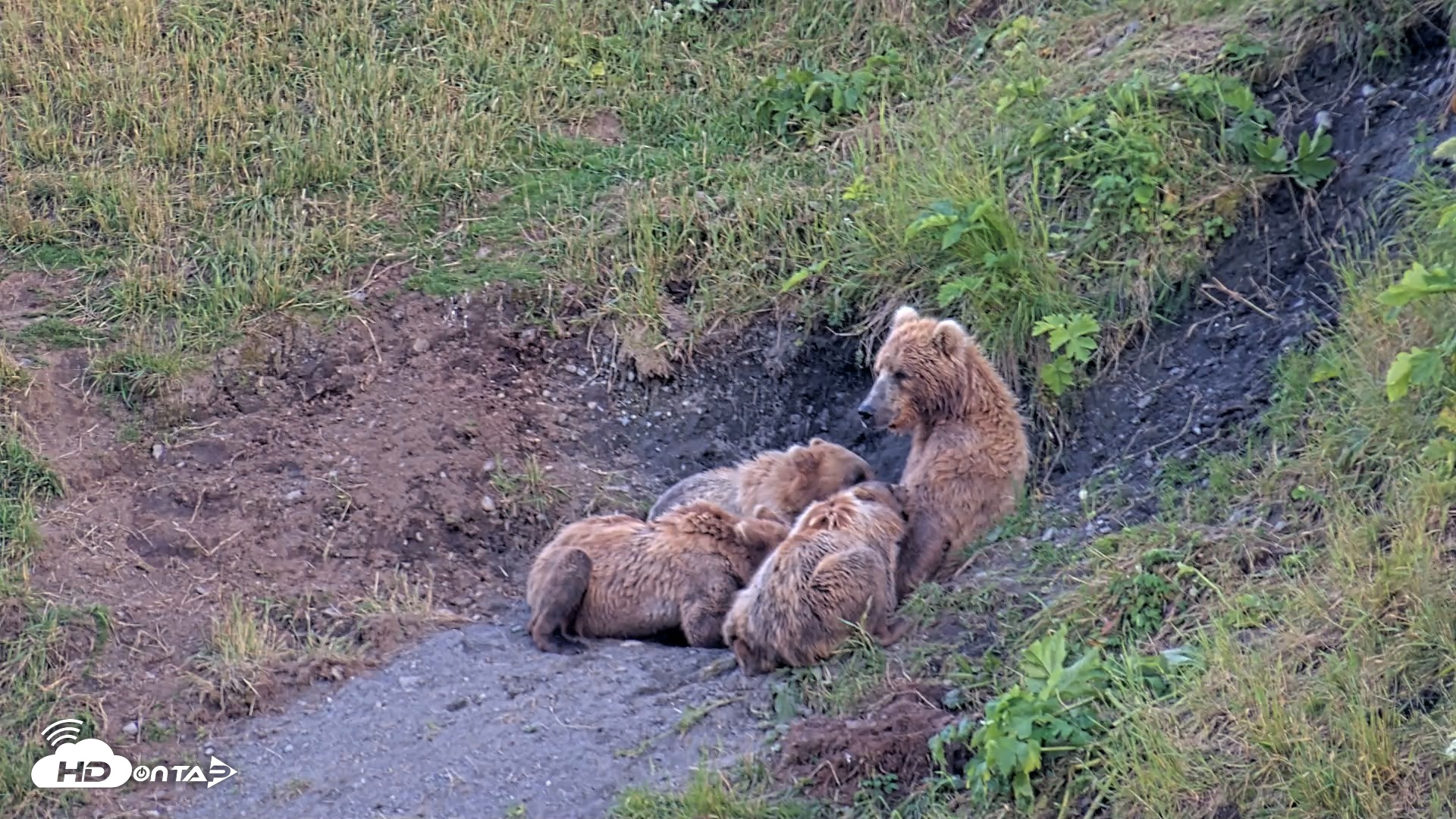 Snapshot of Kodiak Alaska Brown Bears Live Webcam taken Jul 30, 2026, 10:04pm AKDT