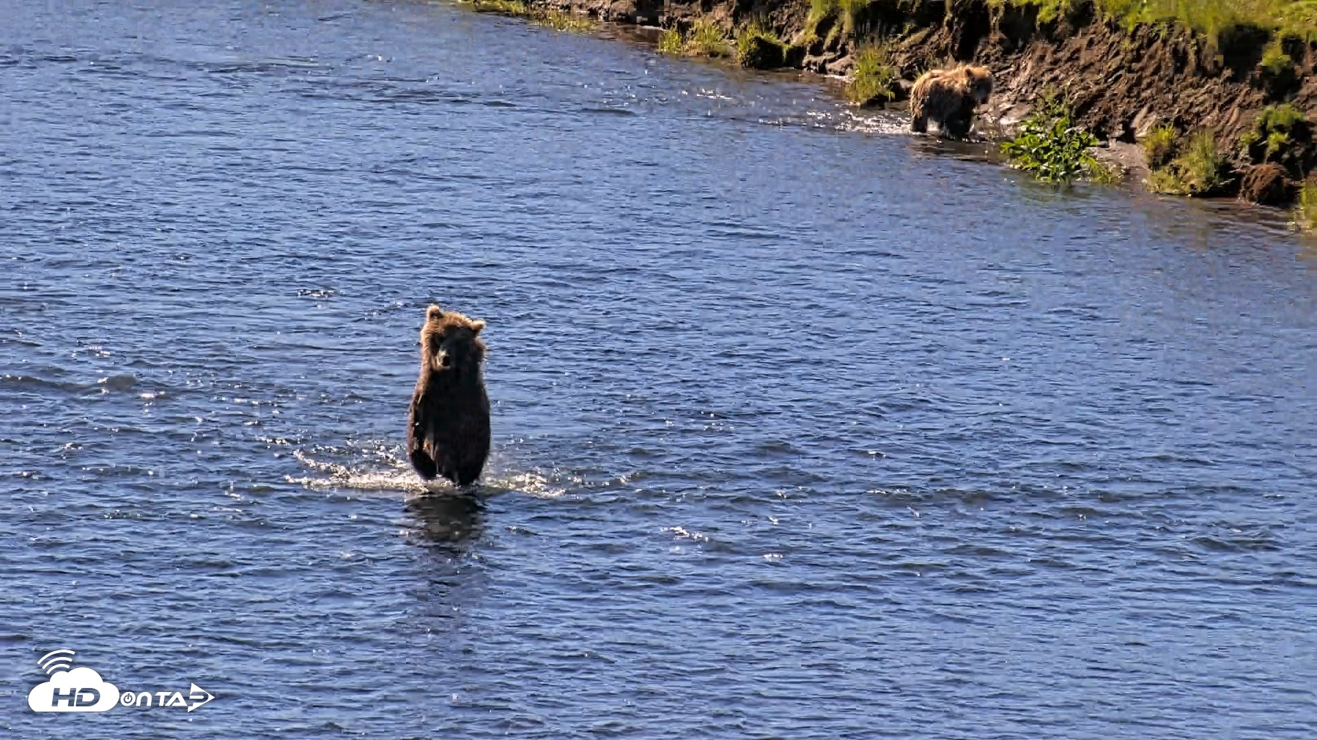 Snapshot of Kodiak Alaska Brown Bears Live Webcam taken Jul 30, 2026, 11:11am AKDT