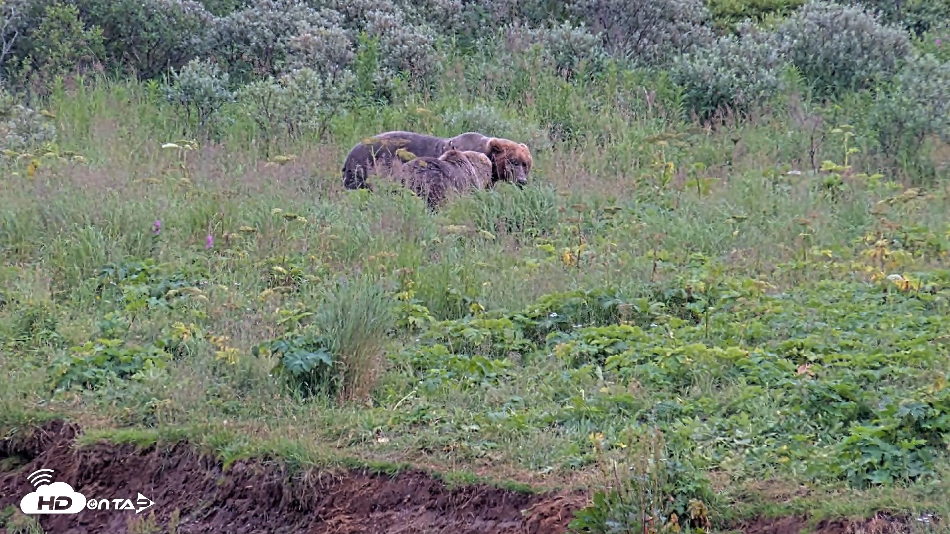 Snapshot of Kodiak Alaska Brown Bears Live Webcam taken Aug 10, 2026, 7:17pm AKDT