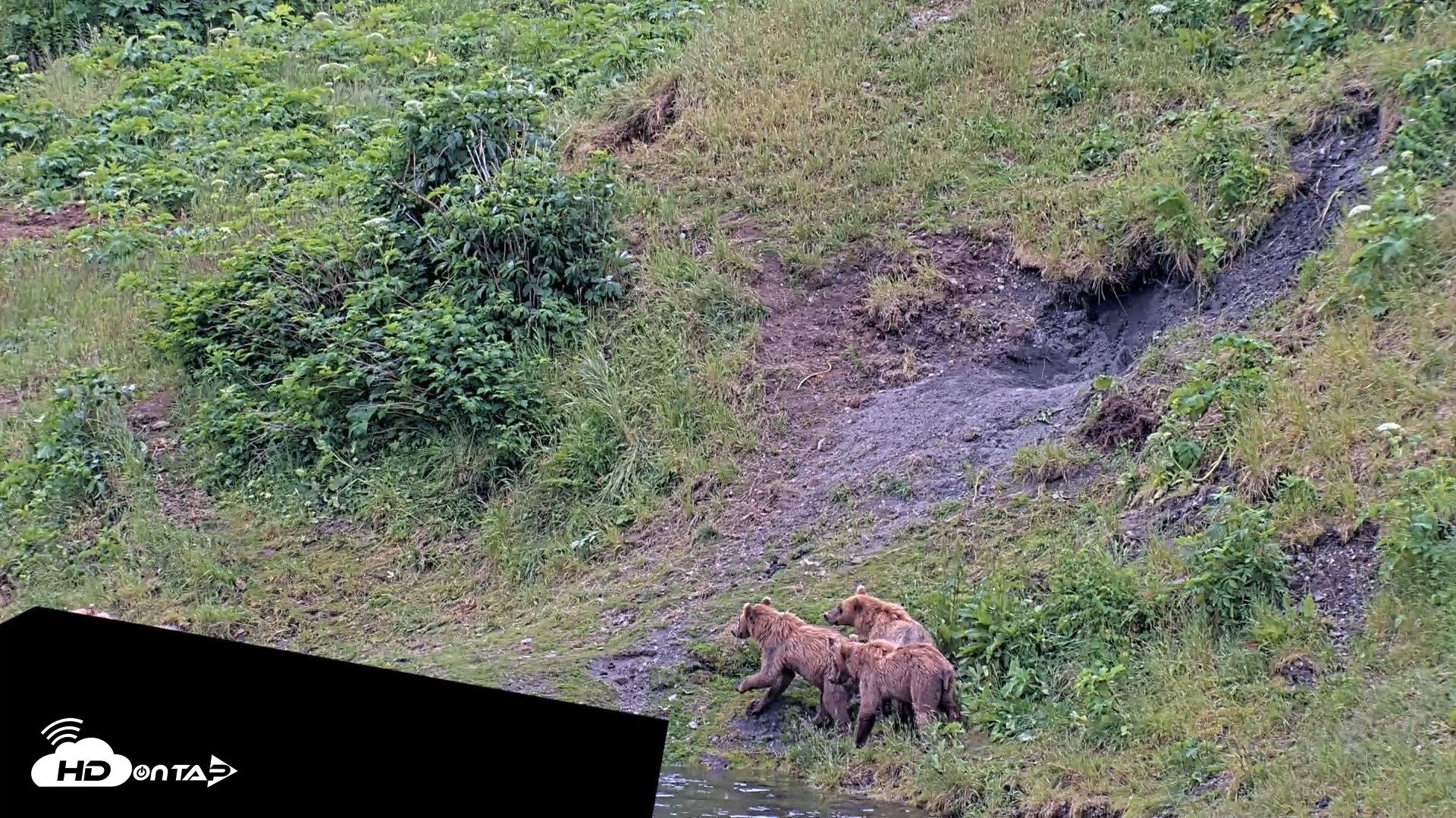 Snapshot of Kodiak Alaska Brown Bears Live Webcam taken Jul 25, 2026, 11:51am AKDT
