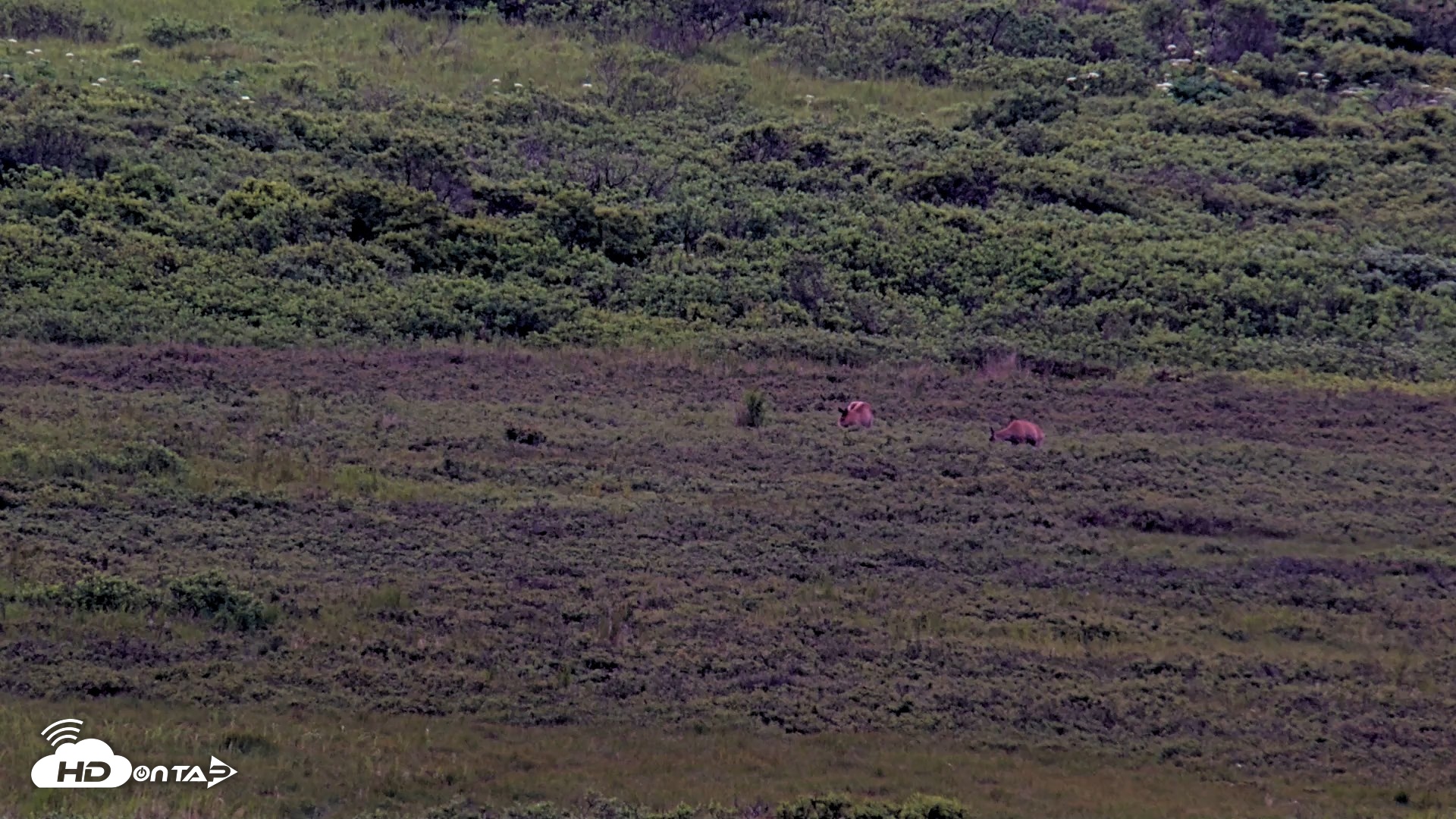 Snapshot of Kodiak Alaska Brown Bears Live Webcam taken Jul 19, 2026, 7:54am AKDT