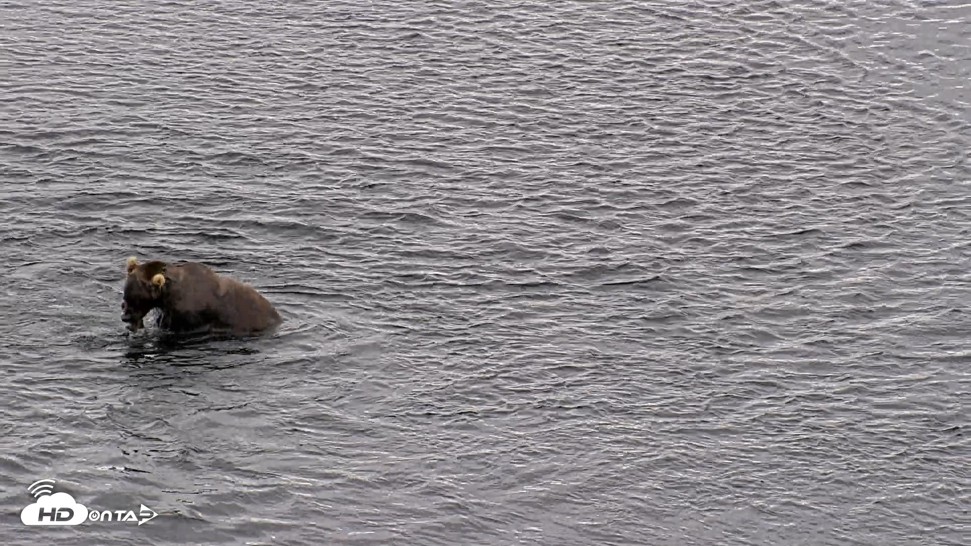 Snapshot of Kodiak Alaska Brown Bears Live Webcam taken Aug 11, 2026, 10:21am AKDT
