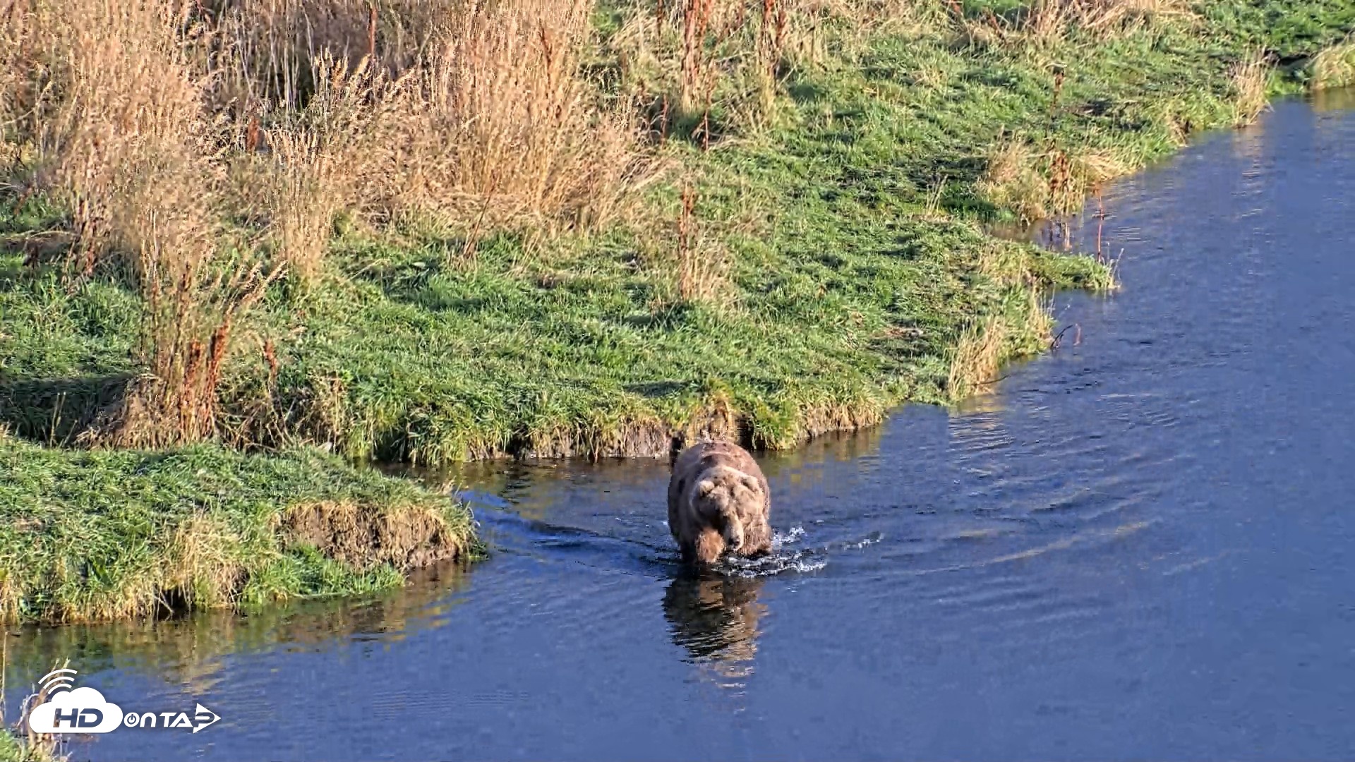 Snapshot of Kodiak Alaska Brown Bears Live Webcam taken Oct 2, 2026, 5:56pm AKDT