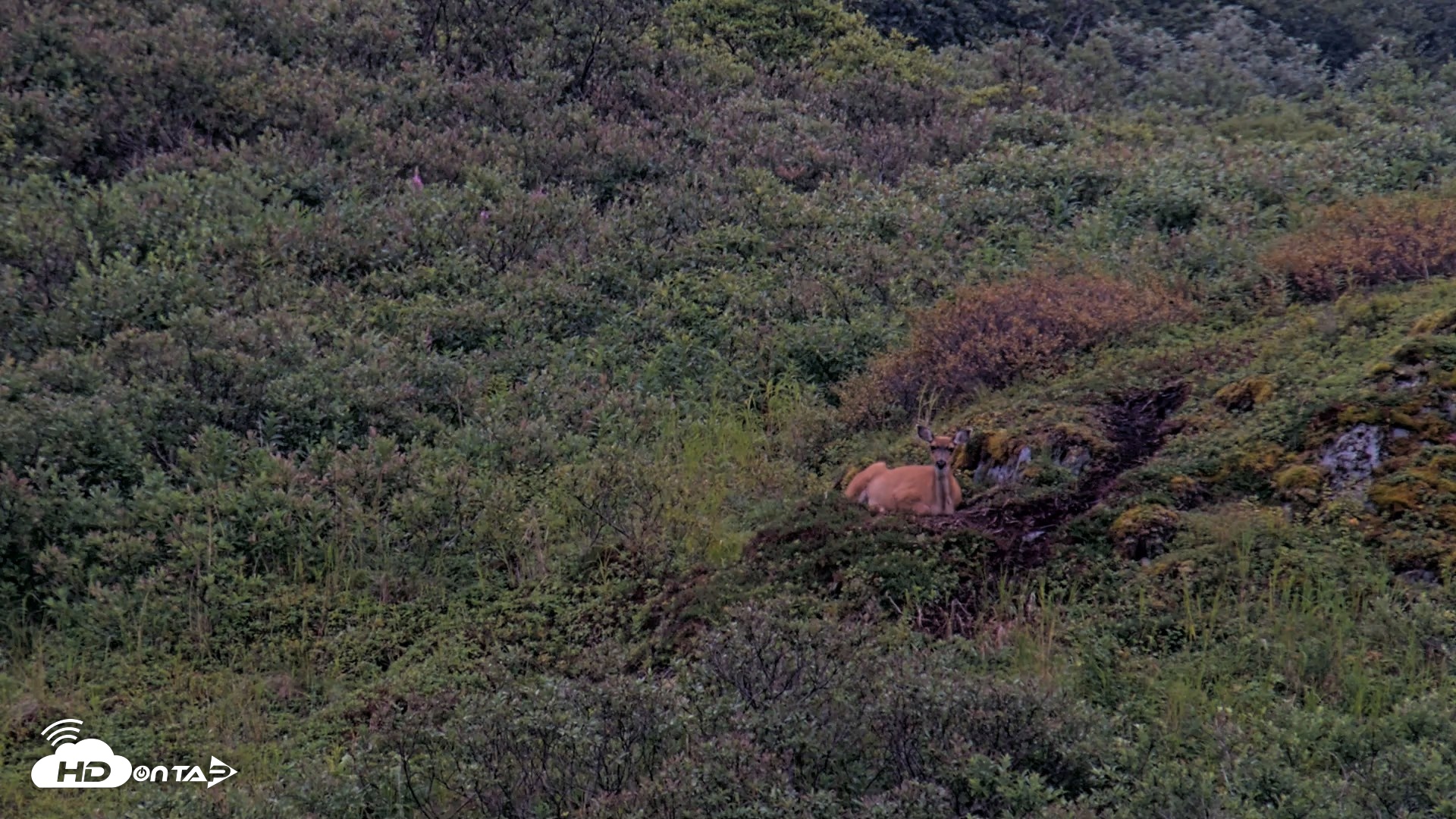 Snapshot of Kodiak Alaska Brown Bears Live Webcam taken Aug 19, 2026, 9:07pm AKDT