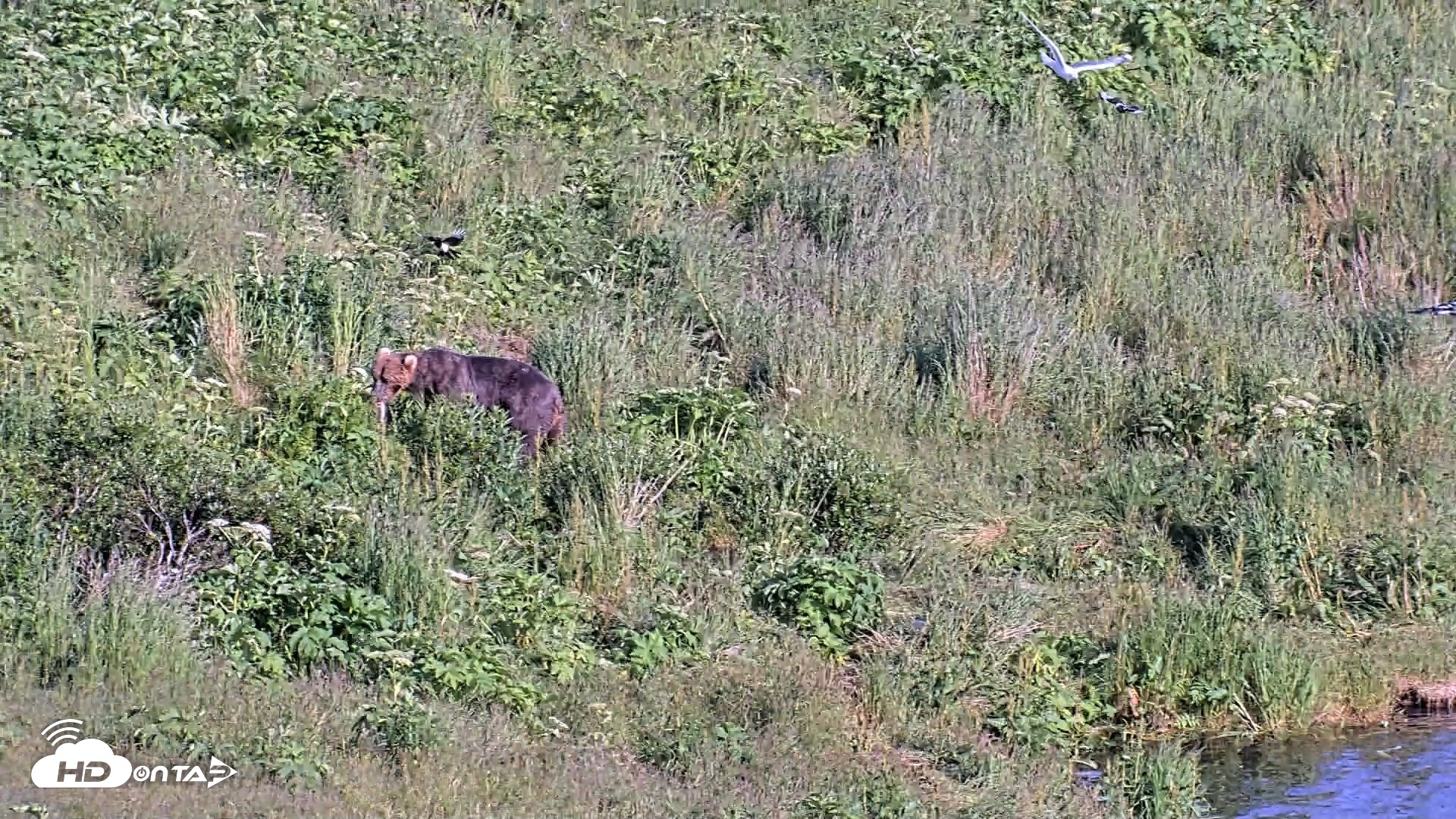 Snapshot of Kodiak Alaska Brown Bears Live Webcam taken Jul 25, 2026, 6:46pm AKDT