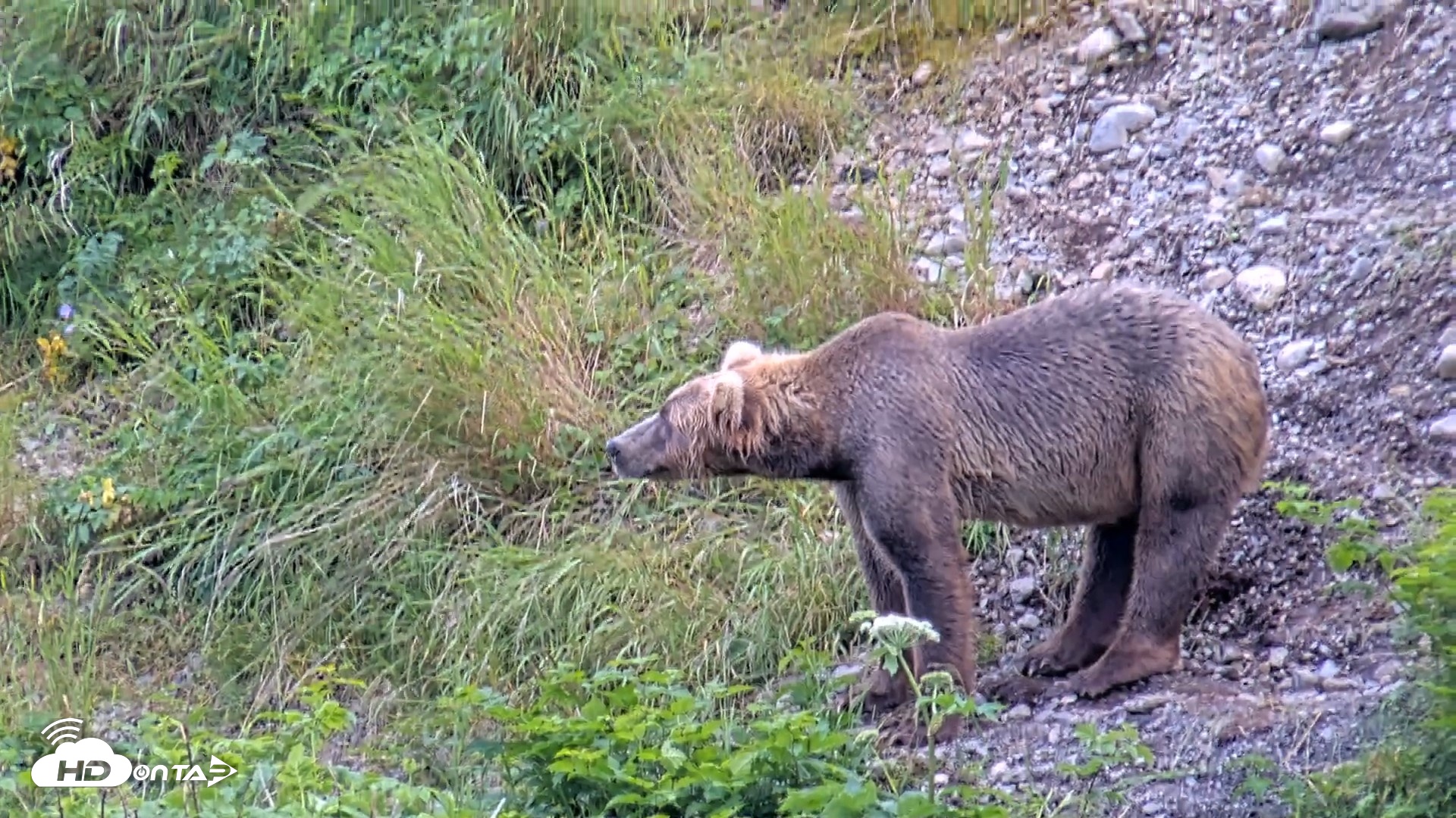 Snapshot of Kodiak Alaska Brown Bears Live Webcam taken Jul 23, 2026, 3:41pm AKDT