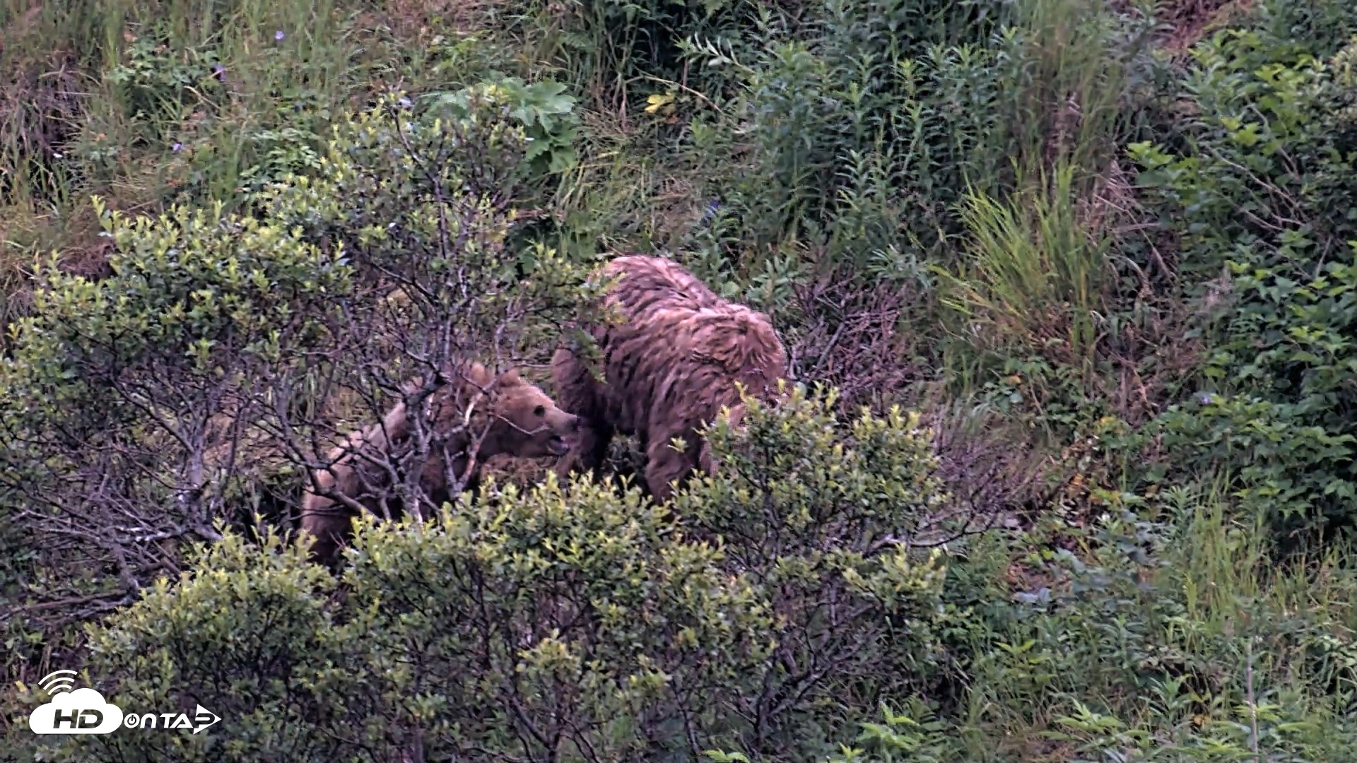 Snapshot of Kodiak Alaska Brown Bears Live Webcam taken Aug 2, 2026, 10:17pm AKDT