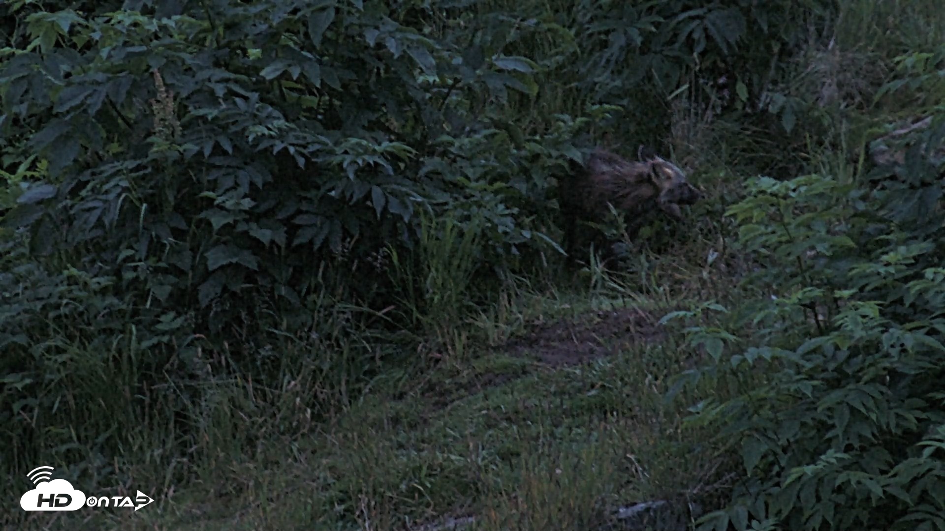 Snapshot of Kodiak Alaska Brown Bears Live Webcam taken Aug 5, 2026, 6:04am AKDT