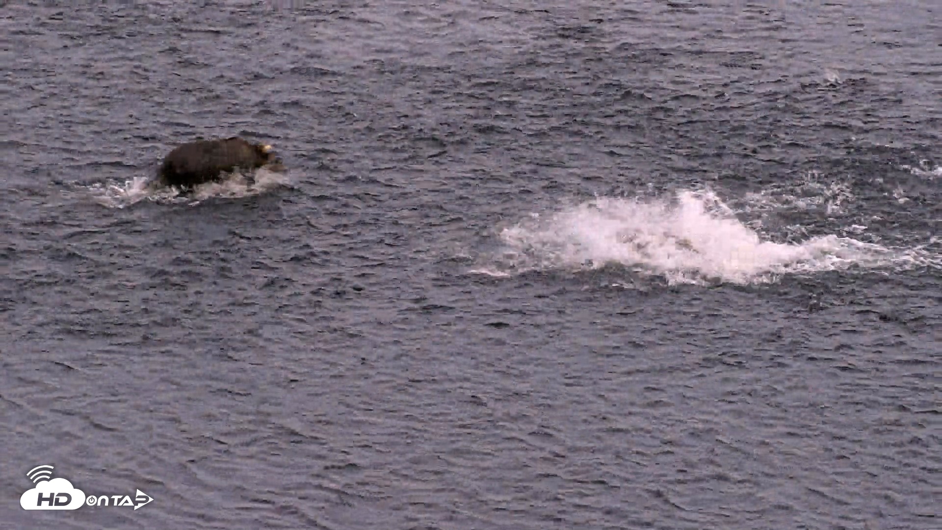 Snapshot of Kodiak Alaska Brown Bears Live Webcam taken Aug 11, 2026, 10:27pm AKDT