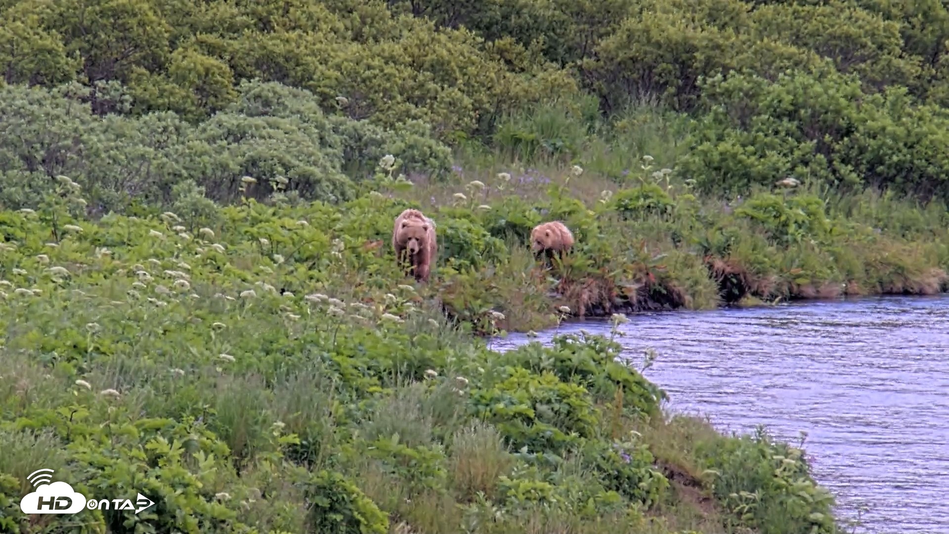 Snapshot of Kodiak Alaska Brown Bears Live Webcam taken Jul 23, 2026, 3:01pm AKDT