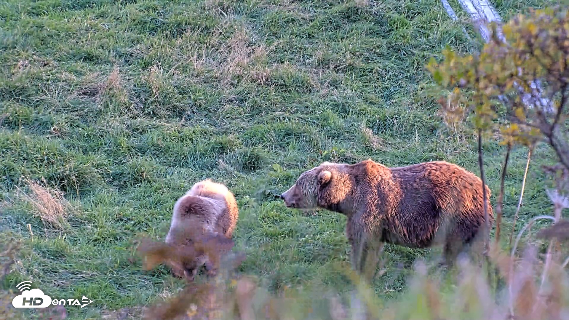 Snapshot of Kodiak Alaska Brown Bears Live Webcam taken Oct 2, 2026, 6:40pm AKDT