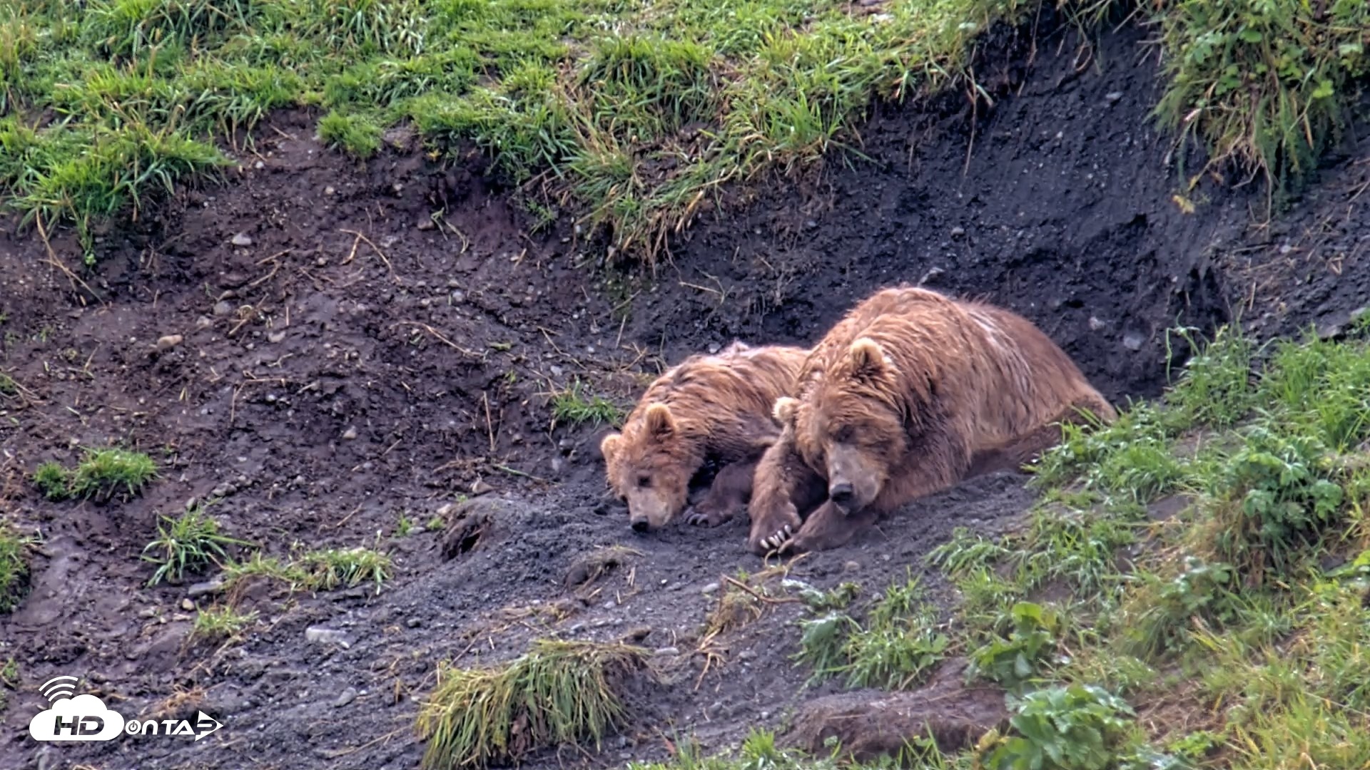 Snapshot of Kodiak Alaska Brown Bears Live Webcam taken Aug 20, 2026, 1:29pm AKDT