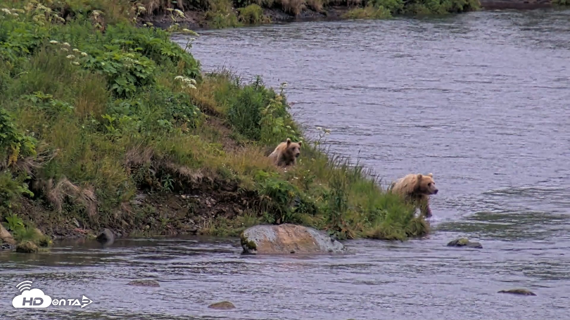 Snapshot of Kodiak Alaska Brown Bears Live Webcam taken Aug 5, 2026, 6:47am AKDT