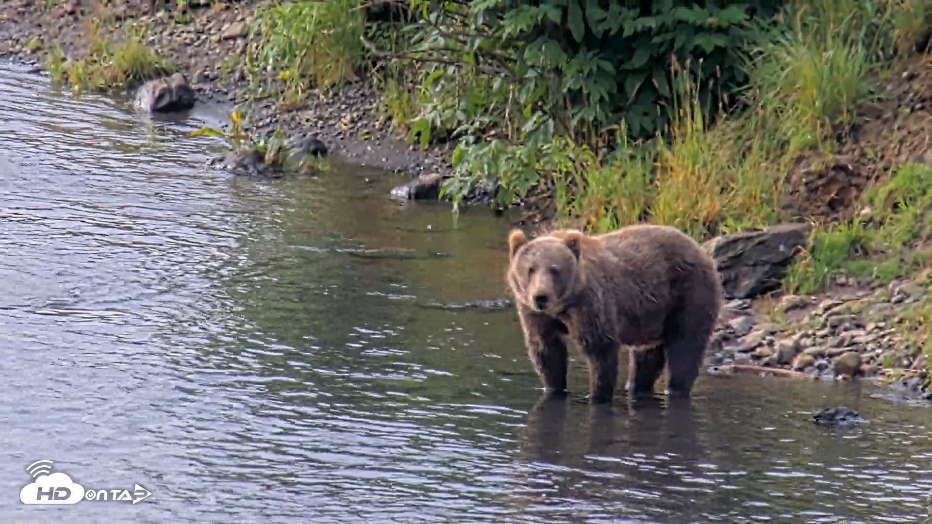 Snapshot of Kodiak Alaska Brown Bears Live Webcam taken Aug 18, 2026, 9:38am AKDT