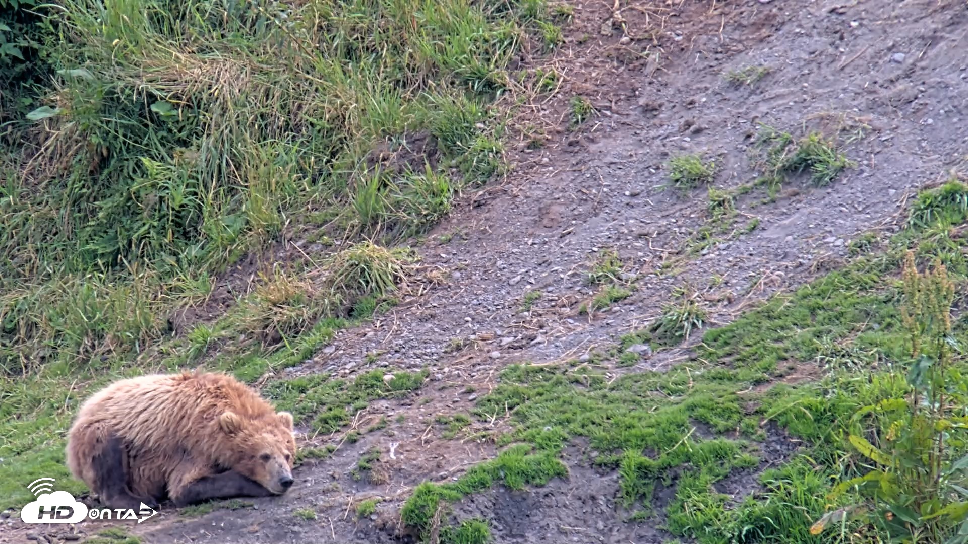 Snapshot of Kodiak Alaska Brown Bears Live Webcam taken Aug 9, 2026, 3:47pm AKDT