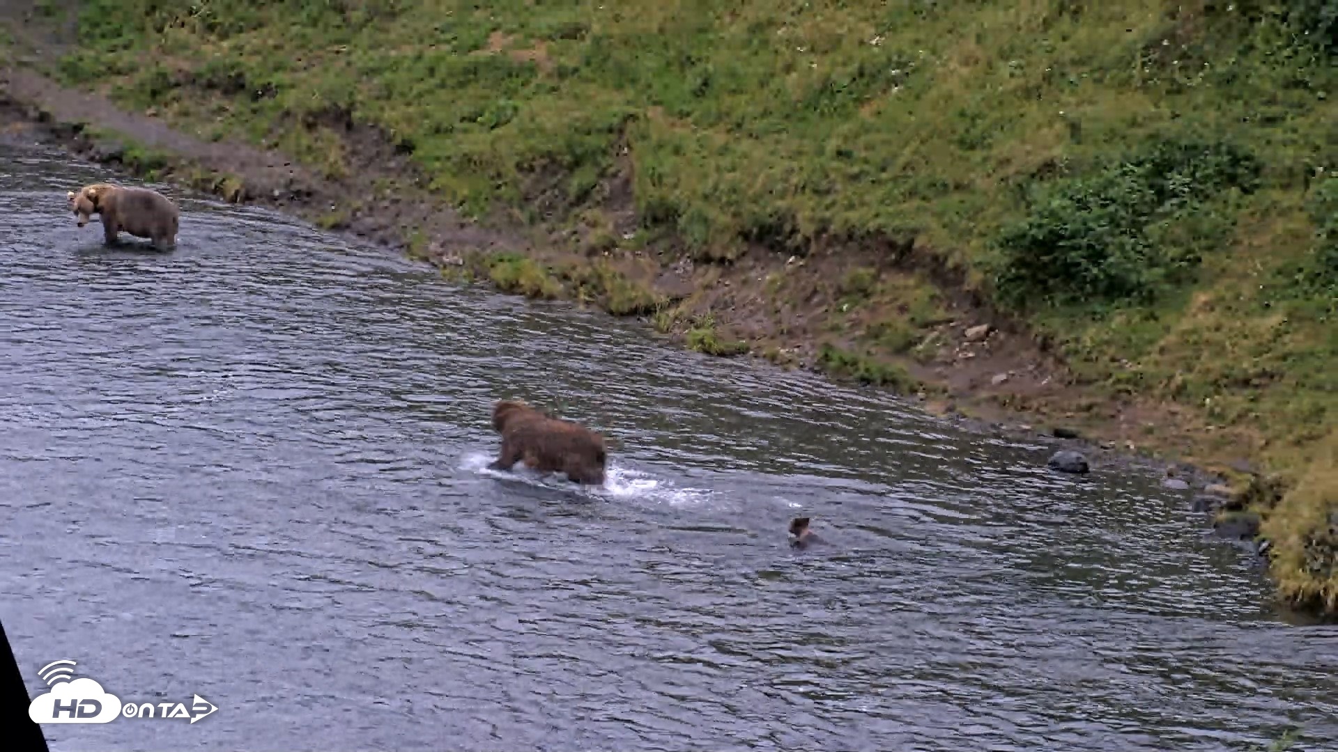 Snapshot of Kodiak Alaska Brown Bears Live Webcam taken Aug 19, 2026, 9:18pm AKDT