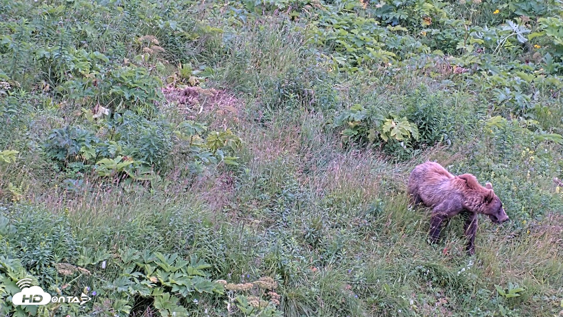 Snapshot of Kodiak Alaska Brown Bears Live Webcam taken Aug 7, 2026, 5:27pm AKDT