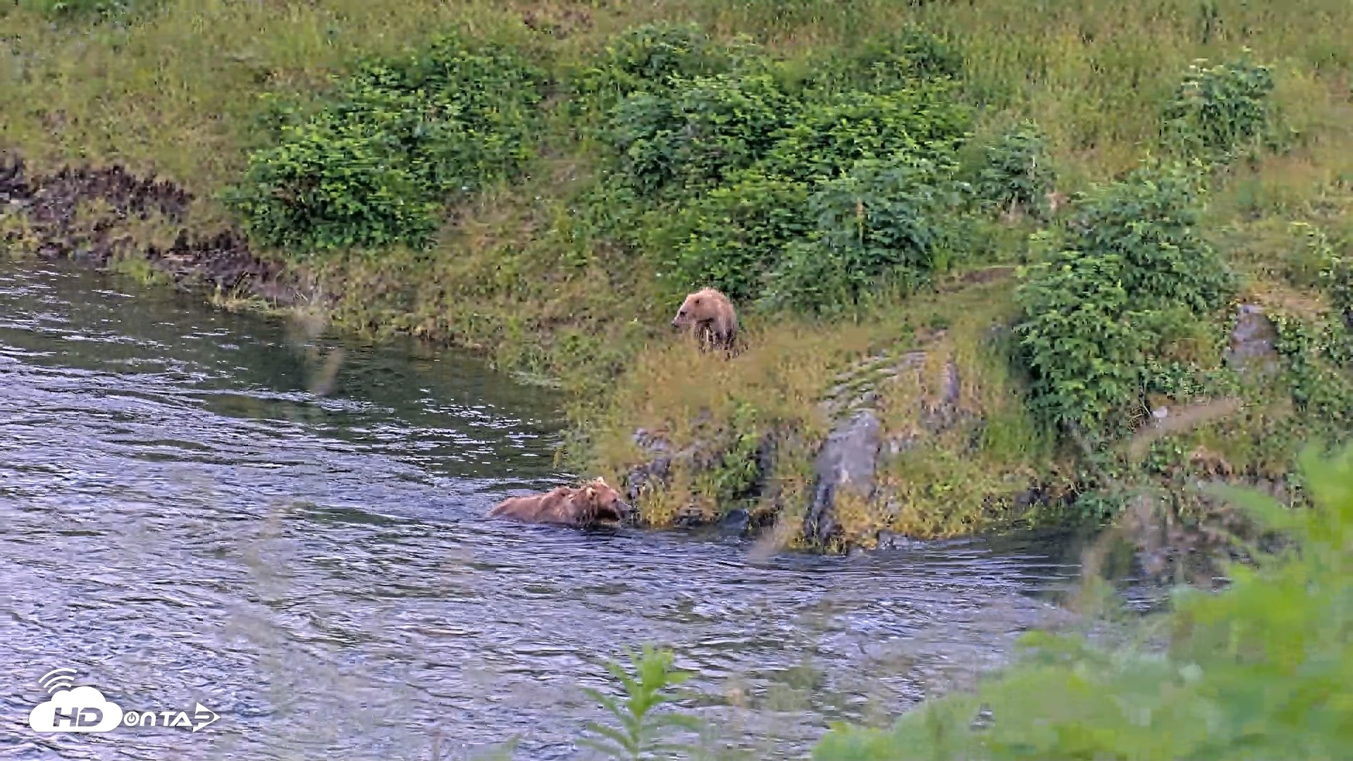 Snapshot of Kodiak Alaska Brown Bears Live Webcam taken Jul 28, 2026, 9:43pm AKDT