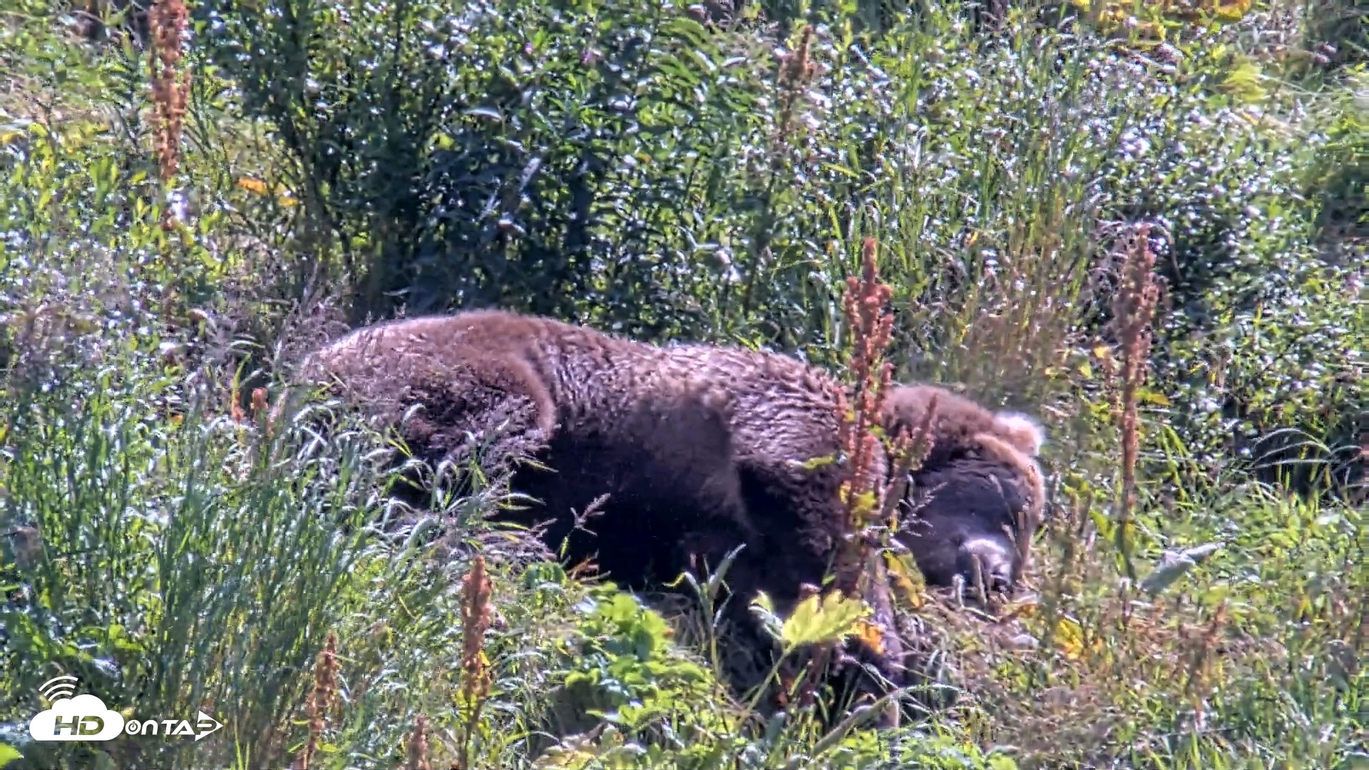 Snapshot of Kodiak Alaska Brown Bears Live Webcam taken Aug 23, 2026, 12:37pm AKDT