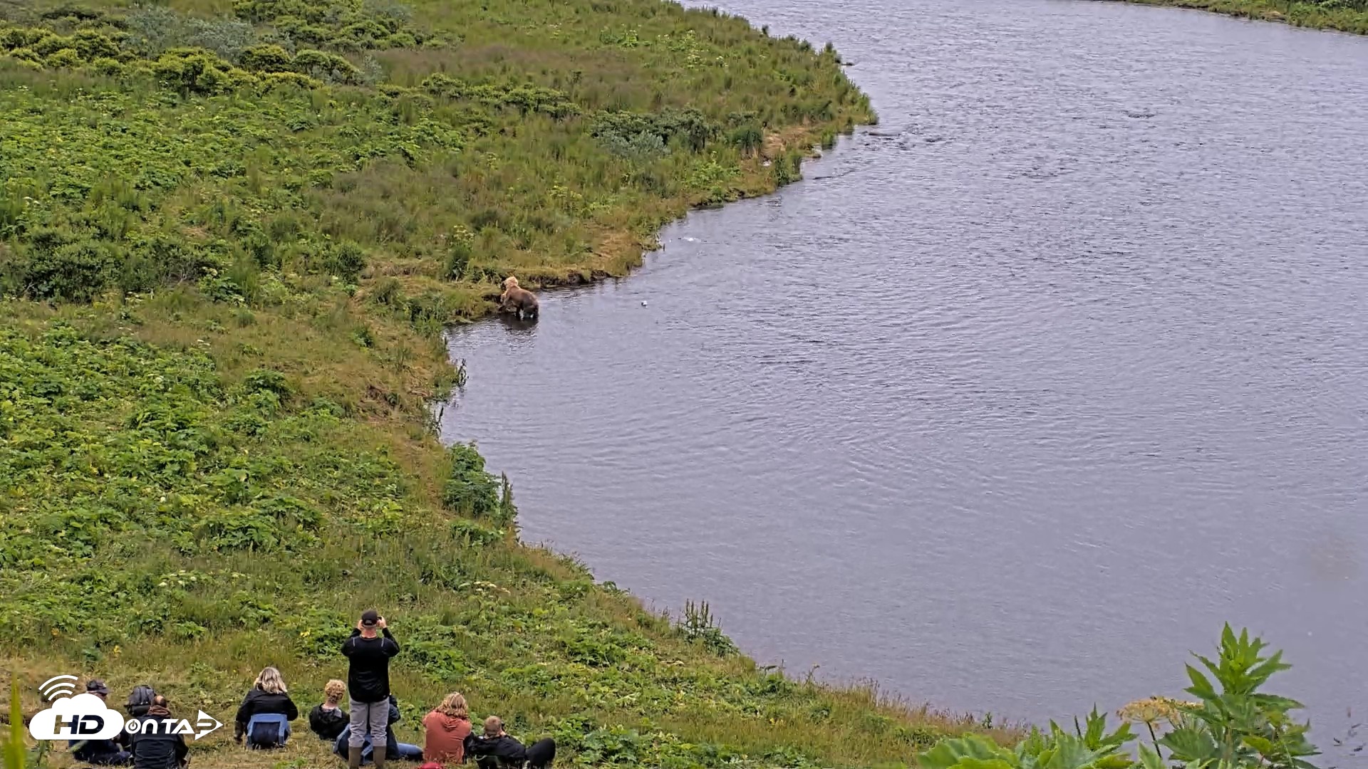 Snapshot of Kodiak Alaska Brown Bears Live Webcam taken Aug 1, 2026, 9:57am AKDT