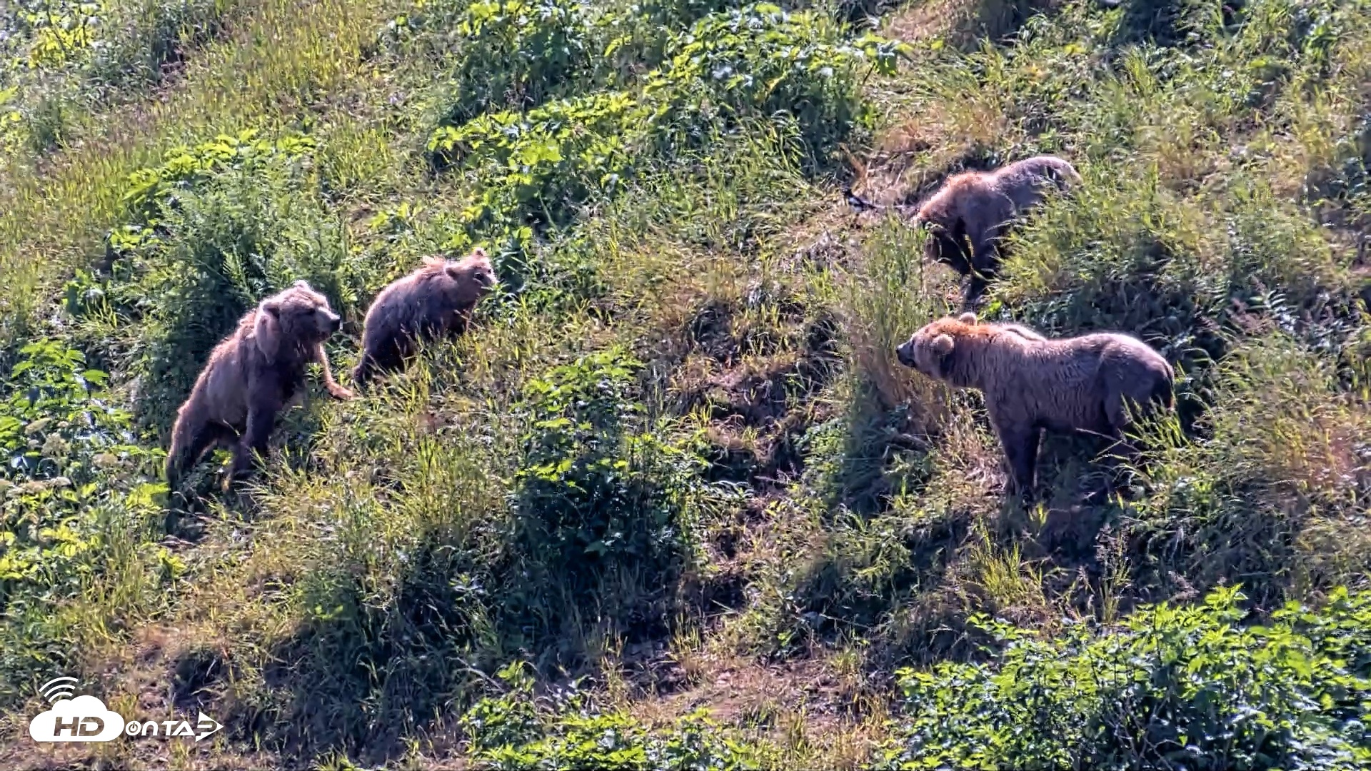 Snapshot of Kodiak Alaska Brown Bears Live Webcam taken Jul 31, 2026, 2:18pm AKDT