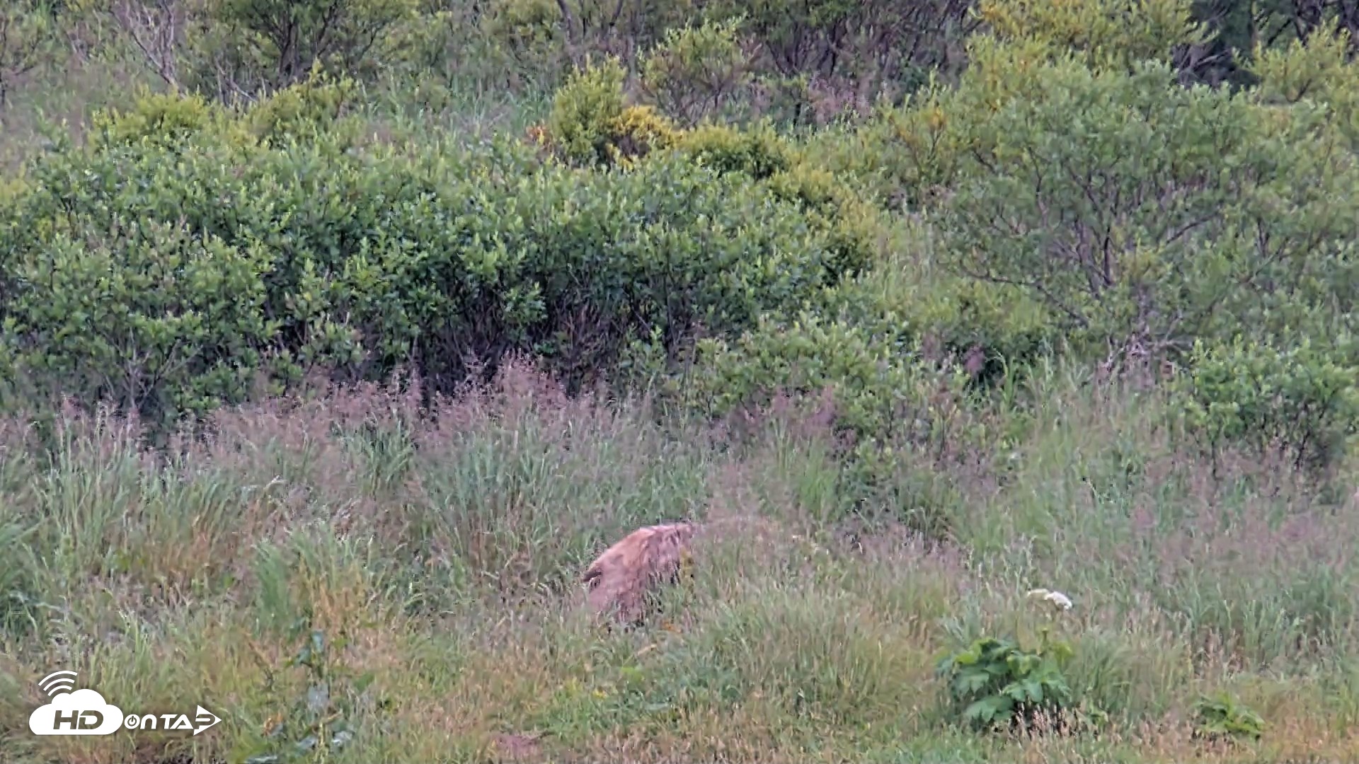Snapshot of Kodiak Alaska Brown Bears Live Webcam taken Aug 7, 2026, 3:10pm AKDT