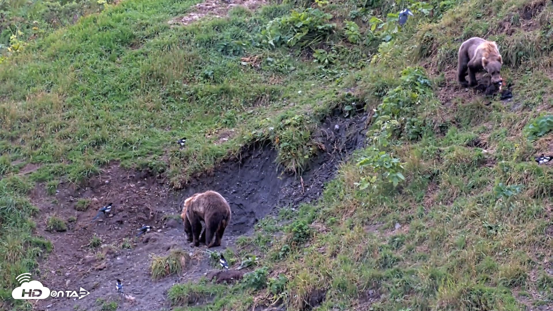 Snapshot of Kodiak Alaska Brown Bears Live Webcam taken Aug 15, 2026, 1:32pm AKDT