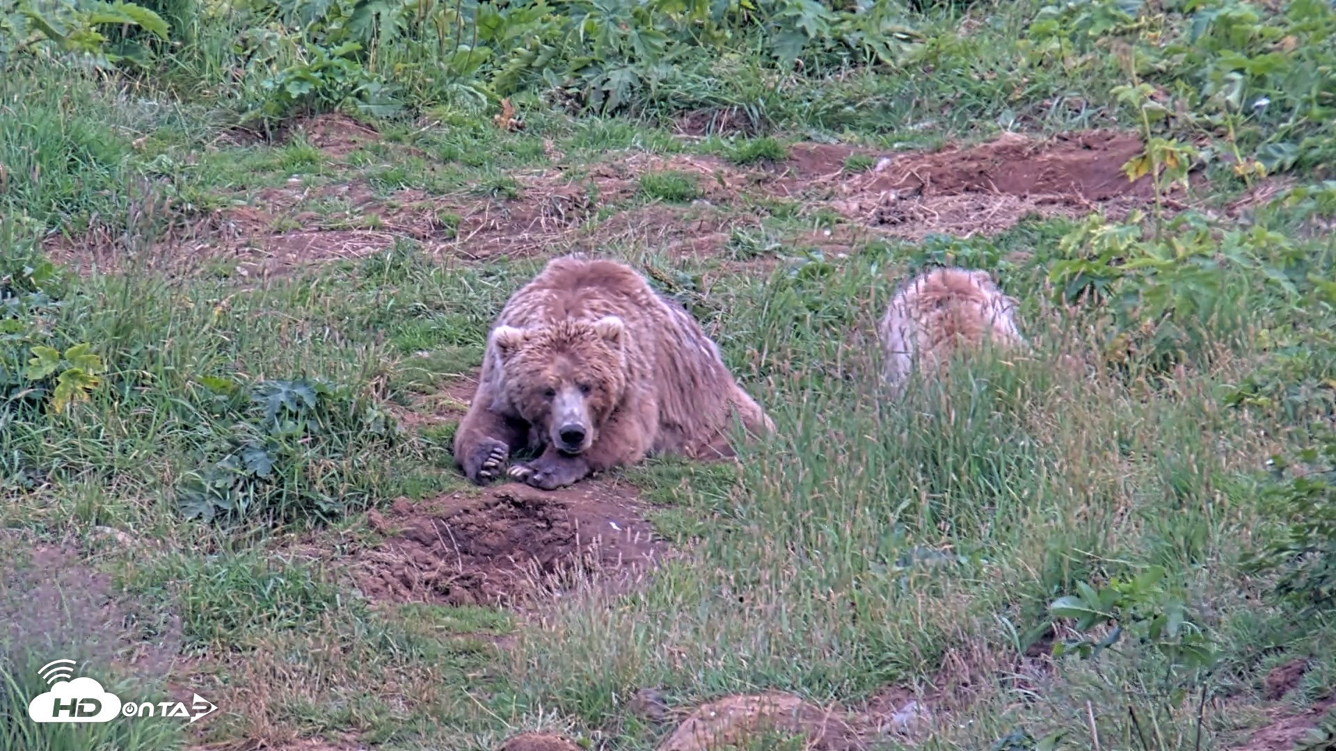 Snapshot of Kodiak Alaska Brown Bears Live Webcam taken Aug 10, 2026, 8:15pm AKDT