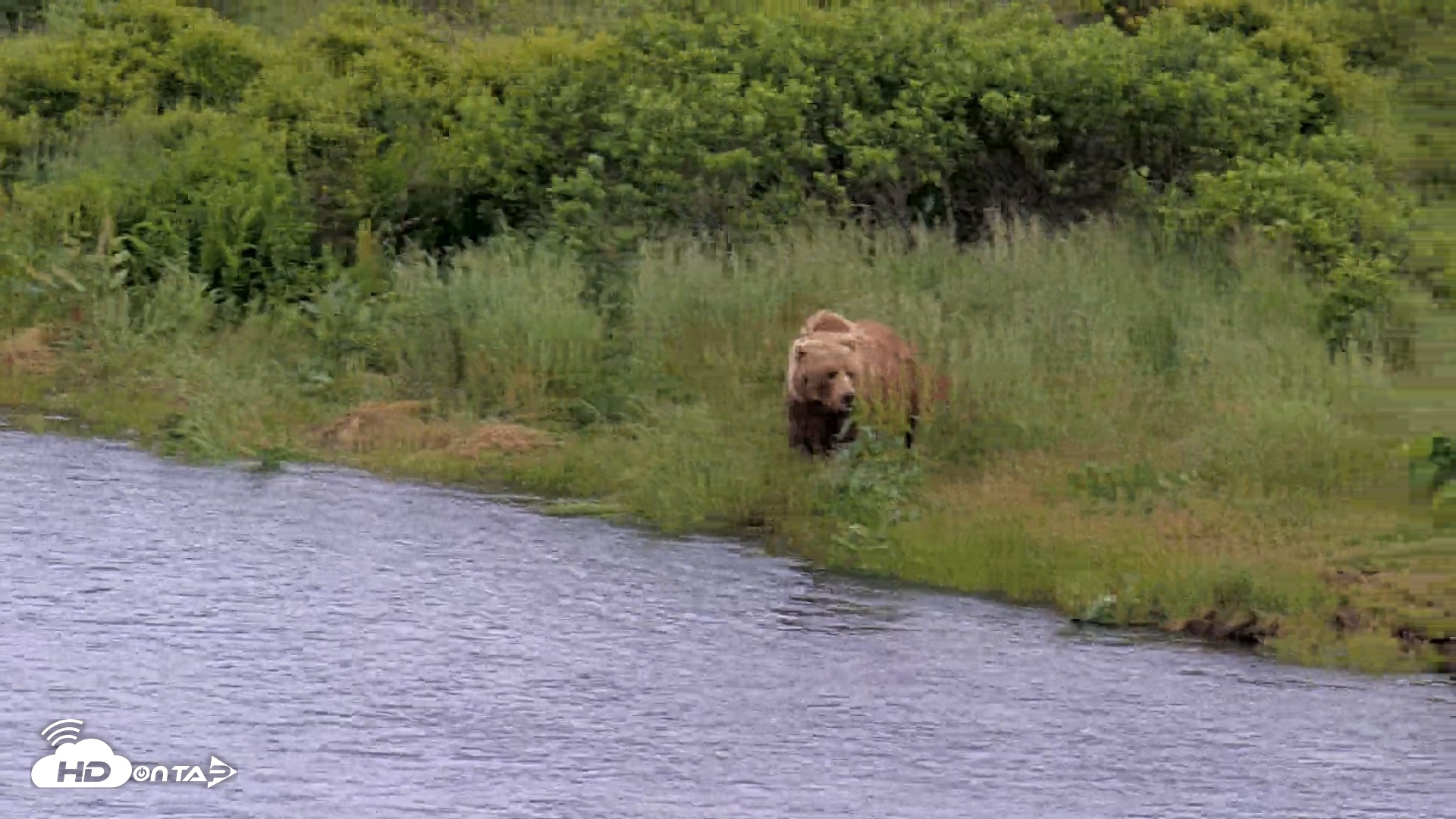 Snapshot of Kodiak Alaska Brown Bears Live Webcam taken Jul 23, 2026, 5:07pm AKDT