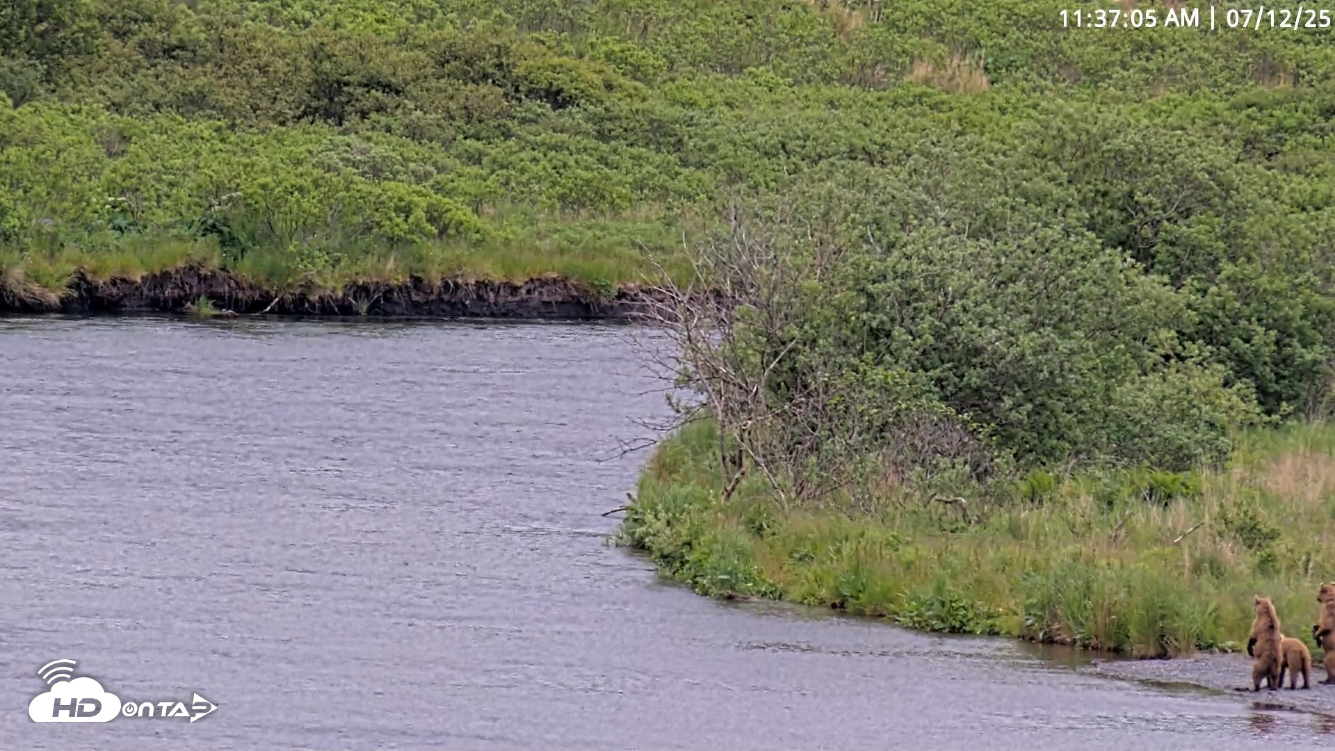 Snapshot of Kodiak Alaska Brown Bears Live Webcam taken Jul 12, 2025, 11:39am AKDT
