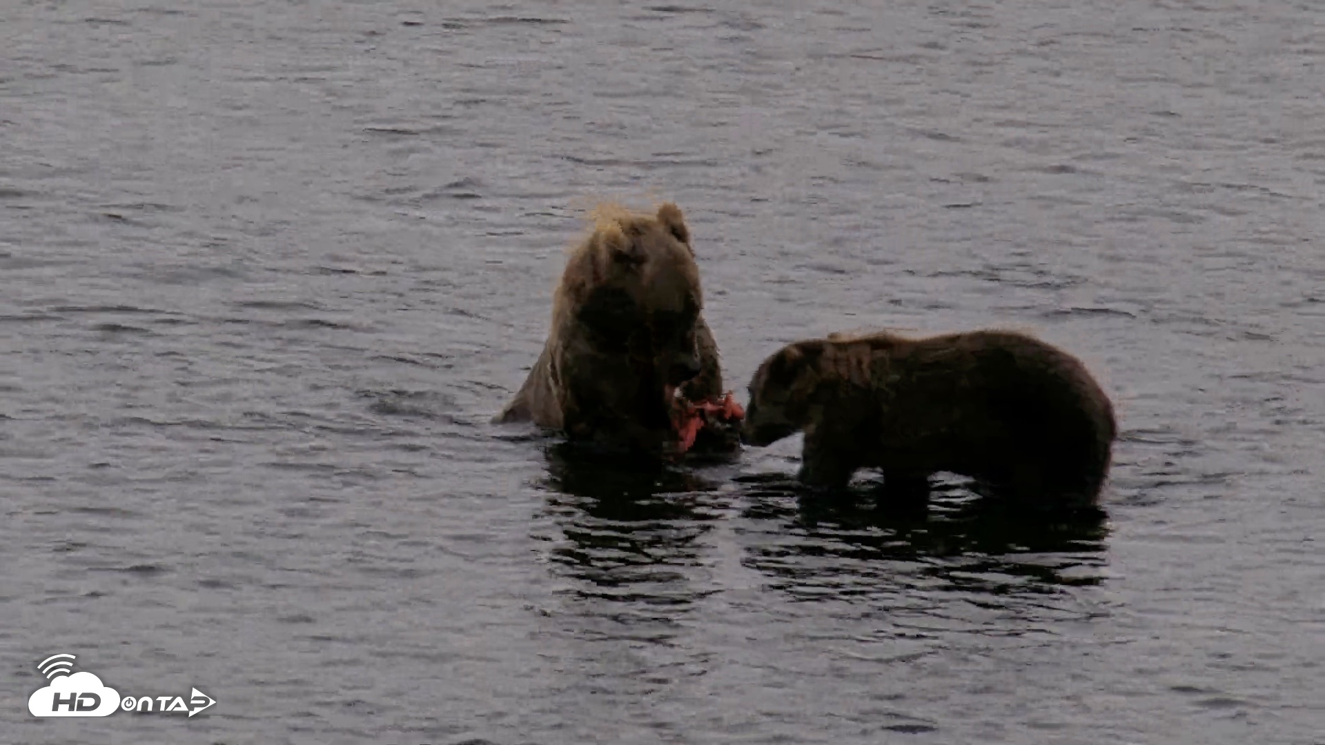 Snapshot of Kodiak Alaska Brown Bears Live Webcam taken Aug 18, 2026, 7:30am AKDT