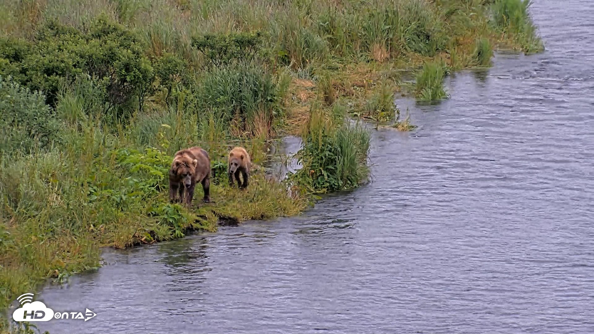 Snapshot of Kodiak Alaska Brown Bears Live Webcam taken Jul 27, 2026, 9:09pm AKDT