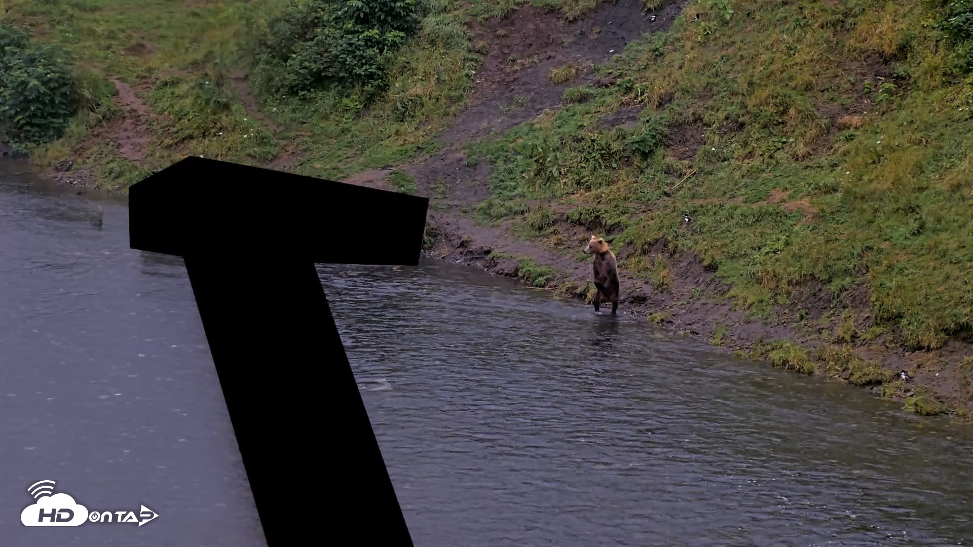 Snapshot of Kodiak Alaska Brown Bears Live Webcam taken Aug 16, 2026, 7:38am AKDT
