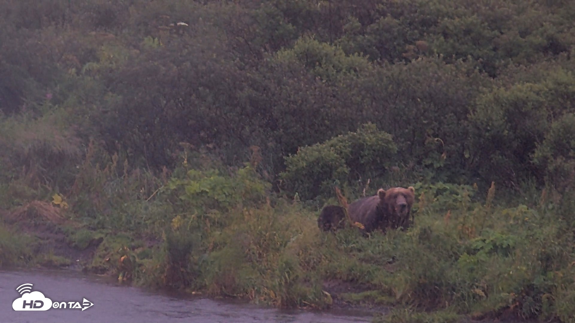 Snapshot of Kodiak Alaska Brown Bears Live Webcam taken Aug 16, 2026, 7:47am AKDT
