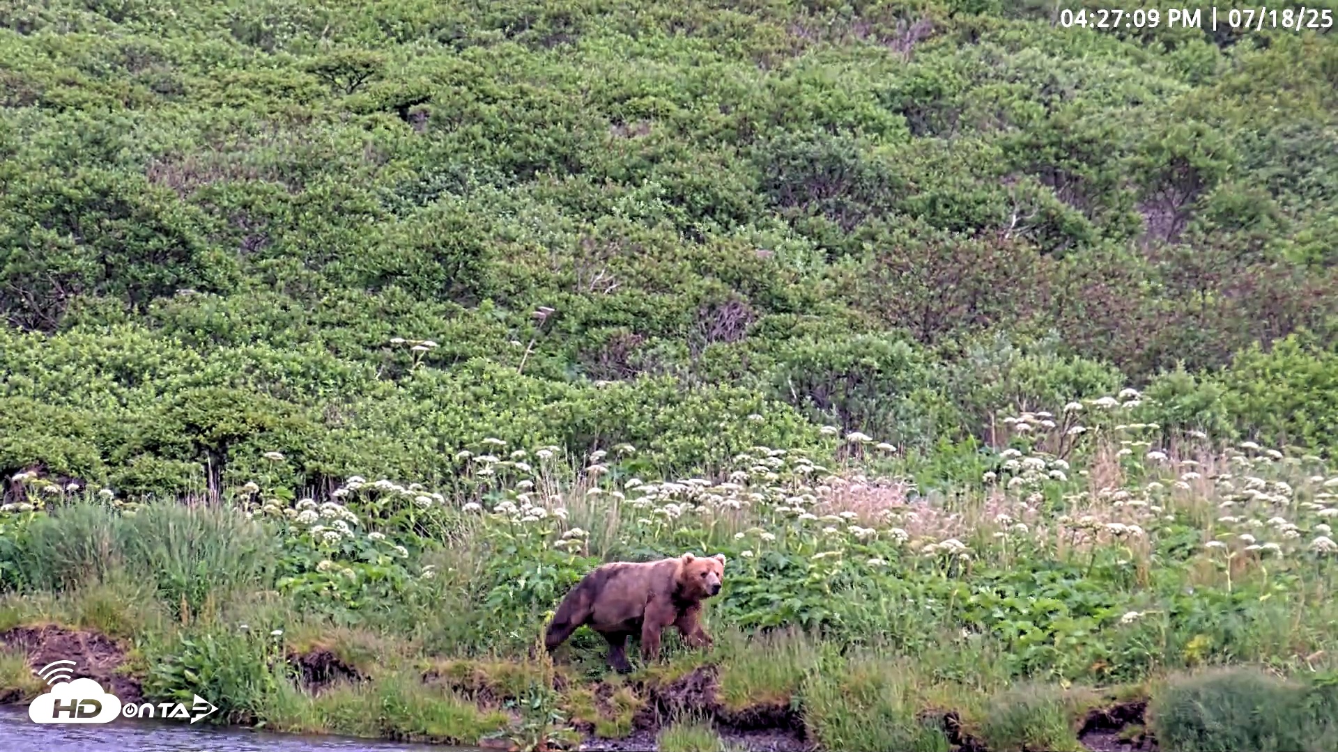 Snapshot of Kodiak Alaska Brown Bears Live Webcam taken Jul 18, 2025, 4:27pm AKDT