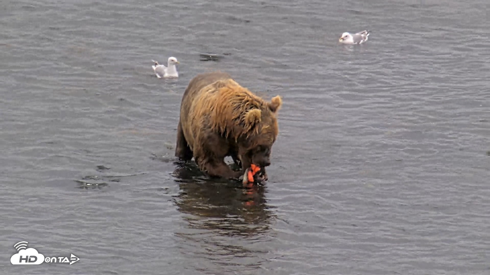 Snapshot of Kodiak Alaska Brown Bears Live Webcam taken Aug 14, 2026, 12:15pm AKDT