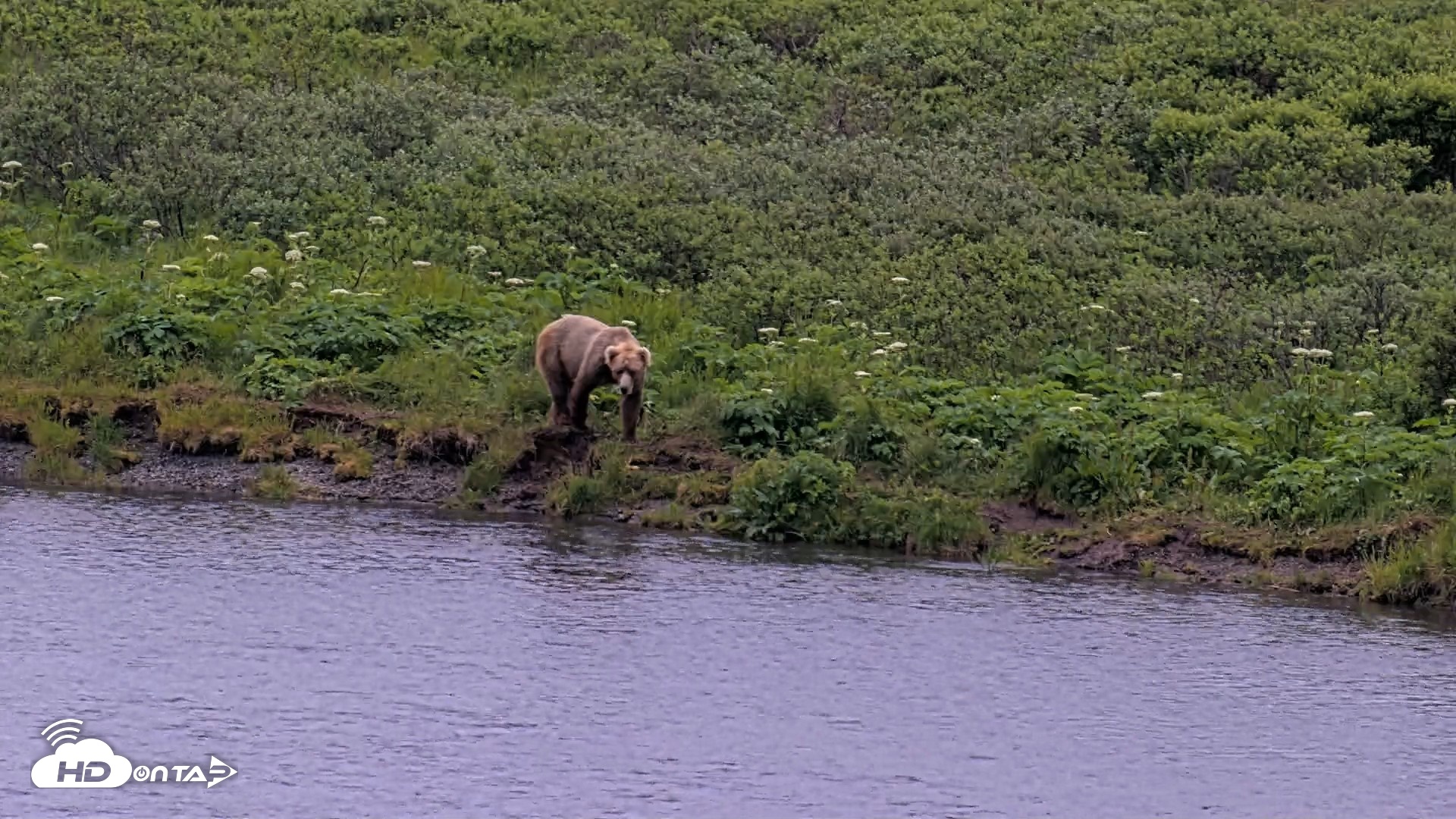 Snapshot of Kodiak Alaska Brown Bears Live Webcam taken Jul 19, 2026, 9:45pm AKDT