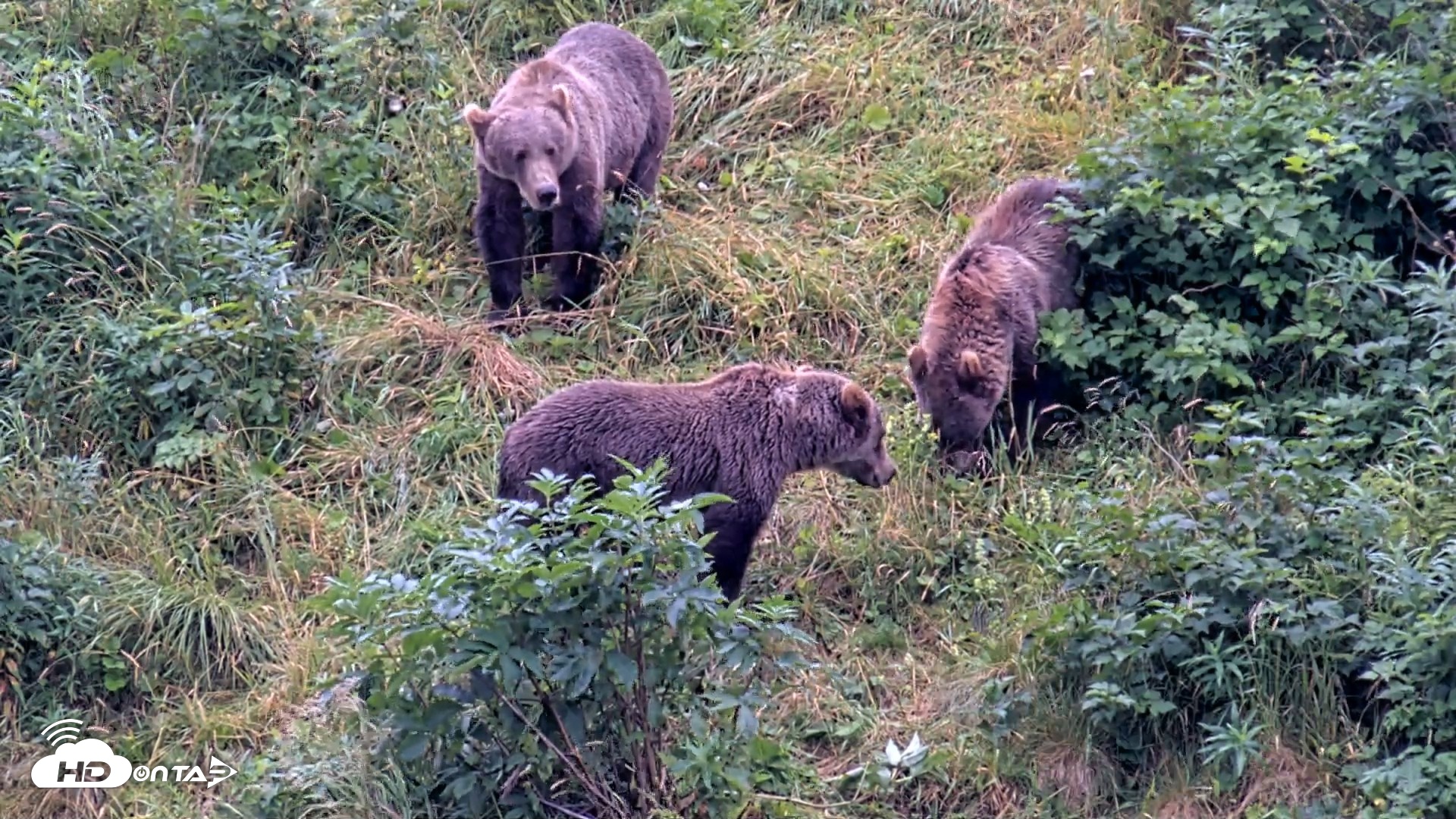 Snapshot of Kodiak Alaska Brown Bears Live Webcam taken Aug 20, 2026, 1:37pm AKDT